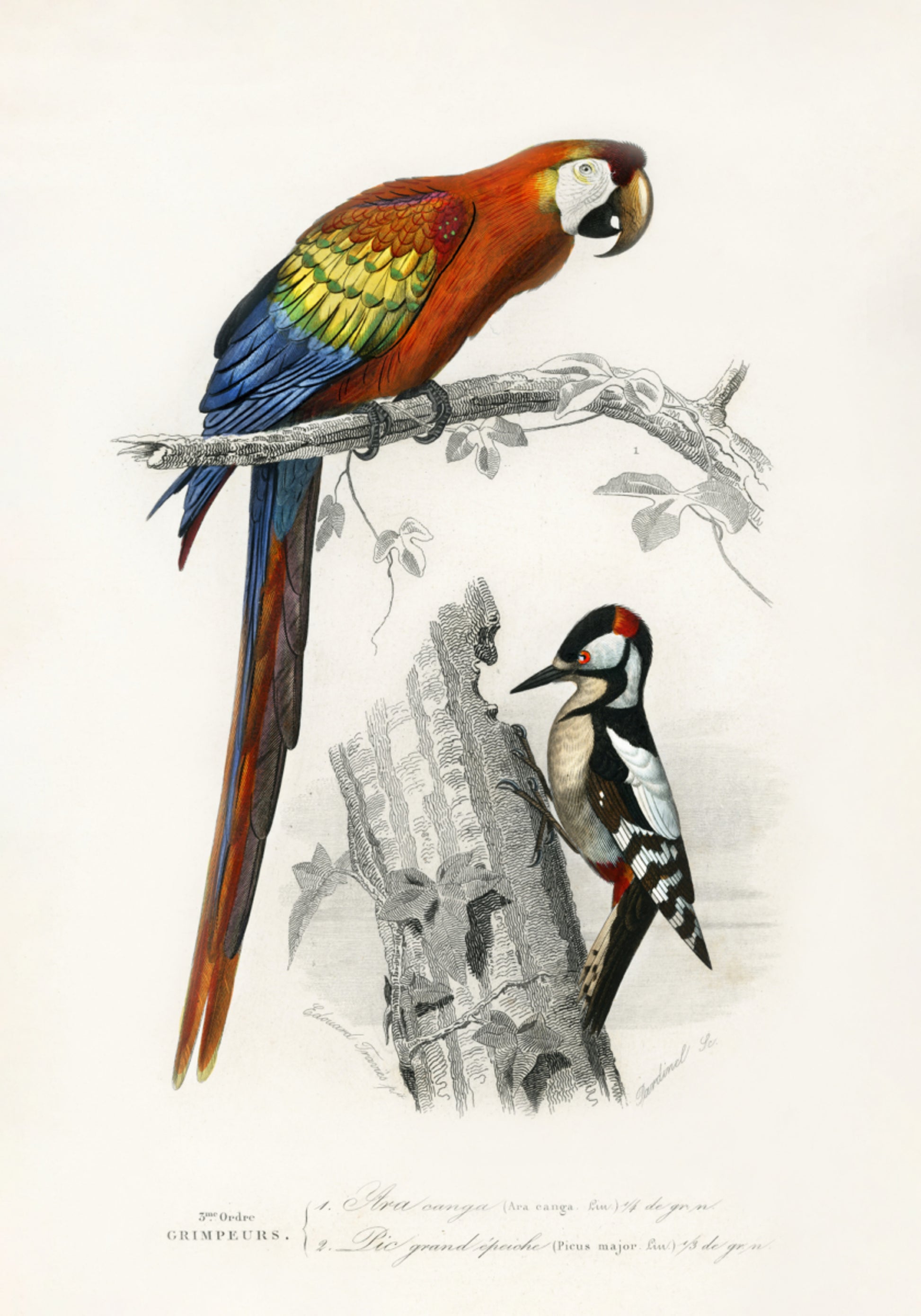Vogels II