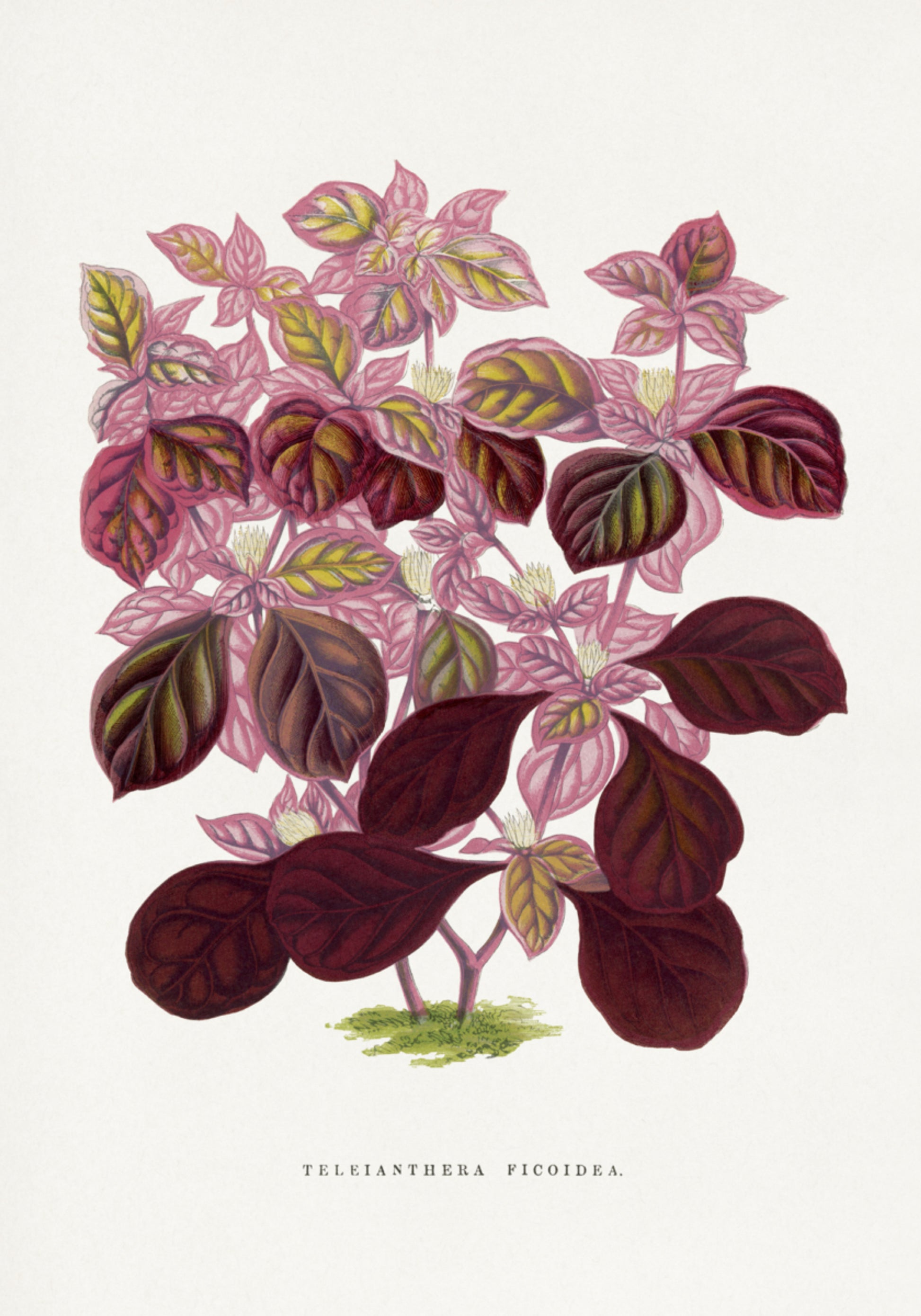 Roze Teleianthera Ficoidea bladillustratie