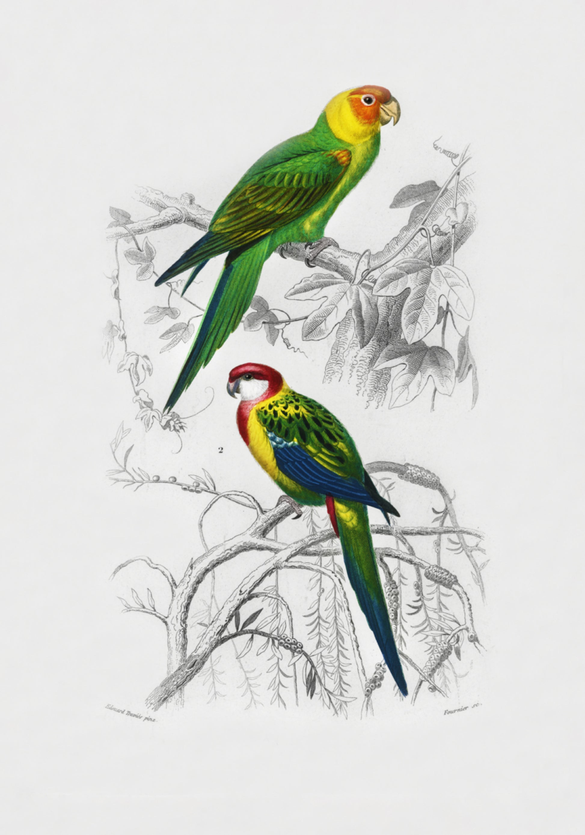 Vogels