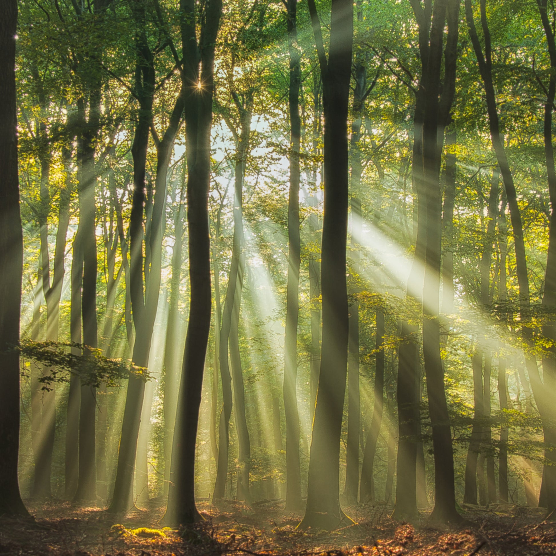 Mistig ochtendzonovergoten bos