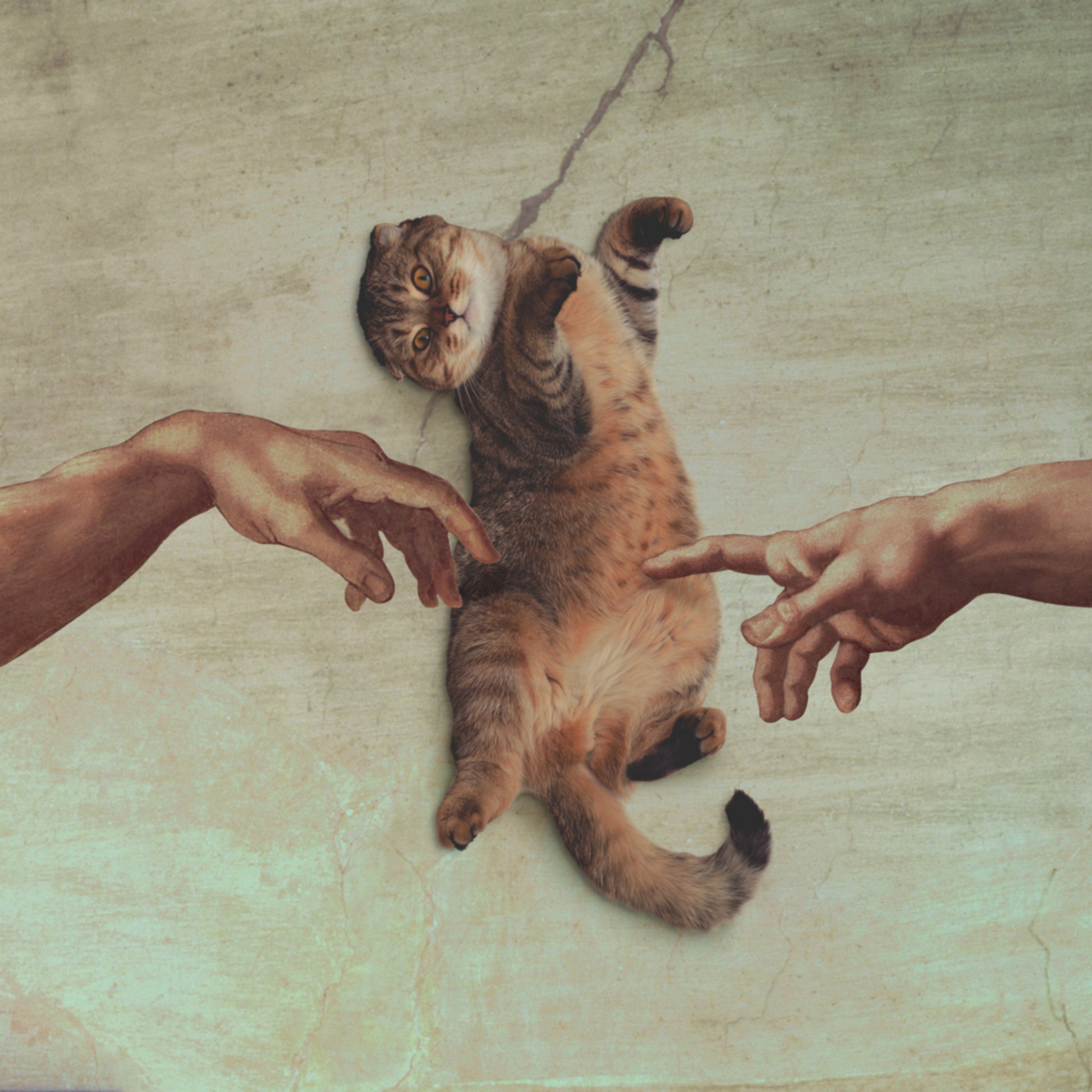 De schepping van Kat