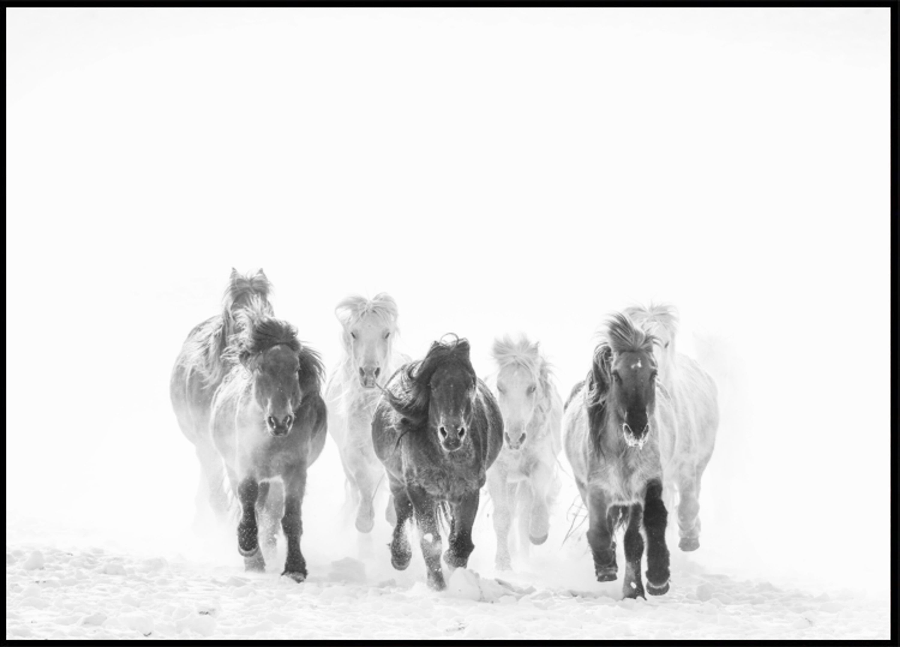 Majestueuze paarden Winter