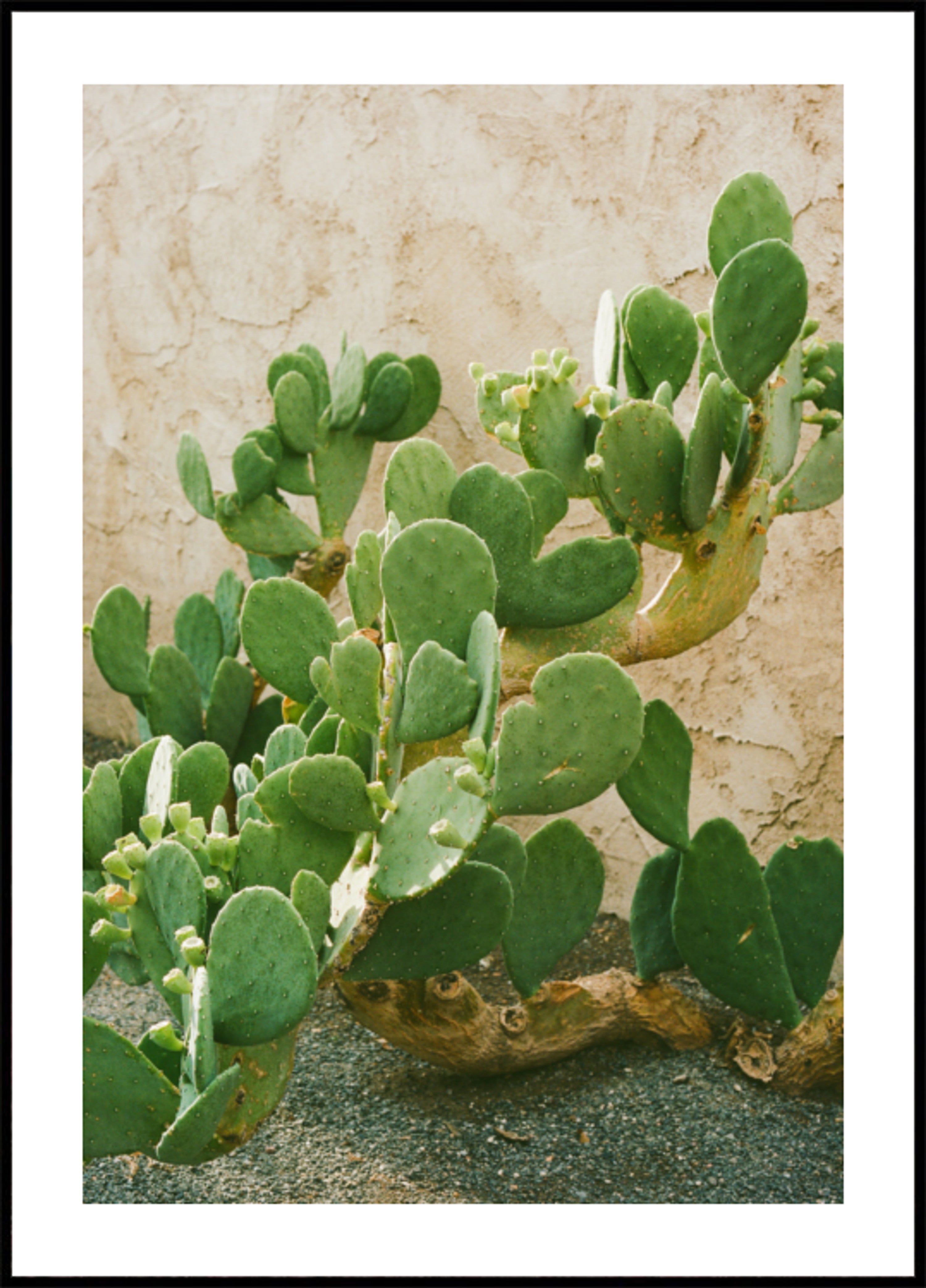 Groene cactusvijgcactus