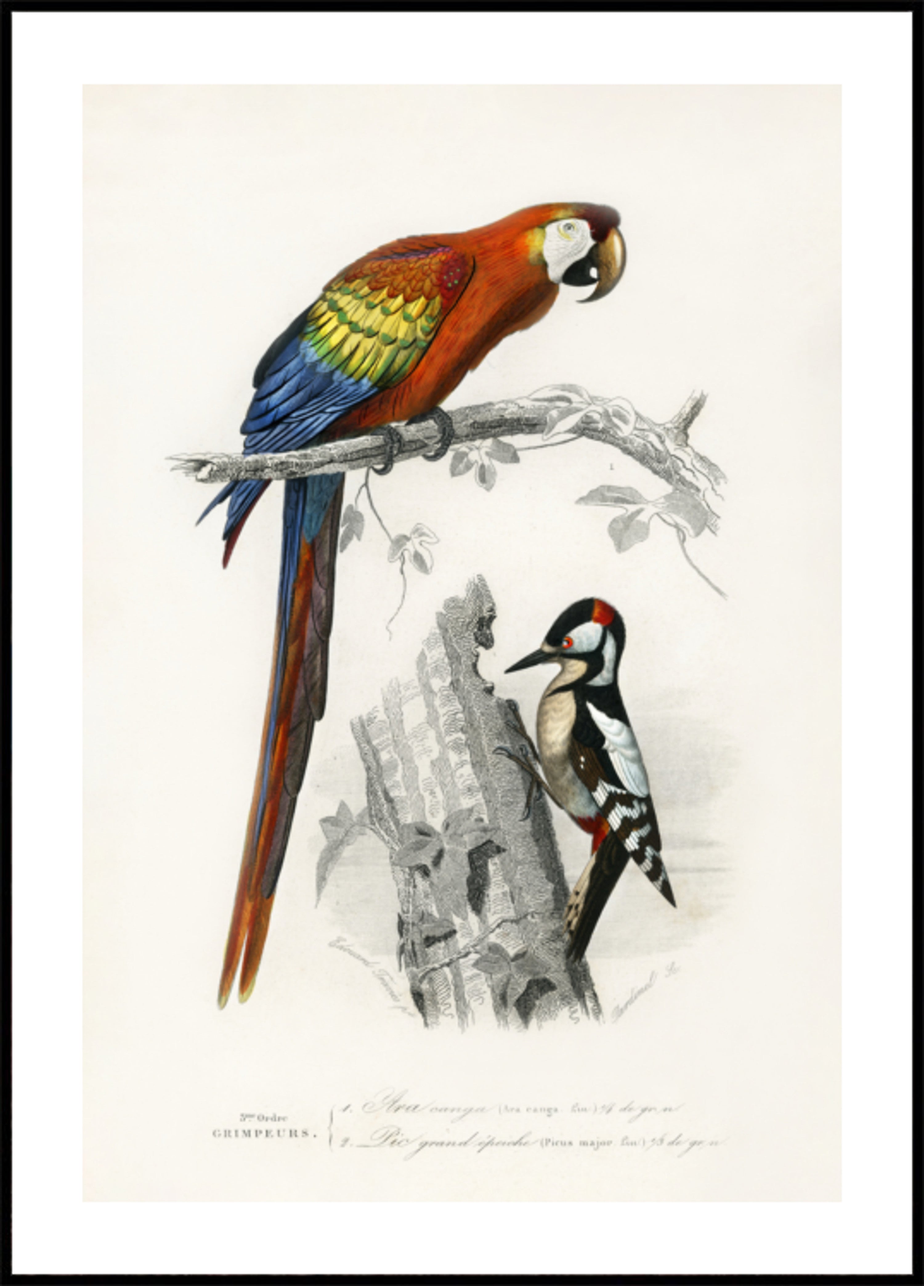 Vogels II
