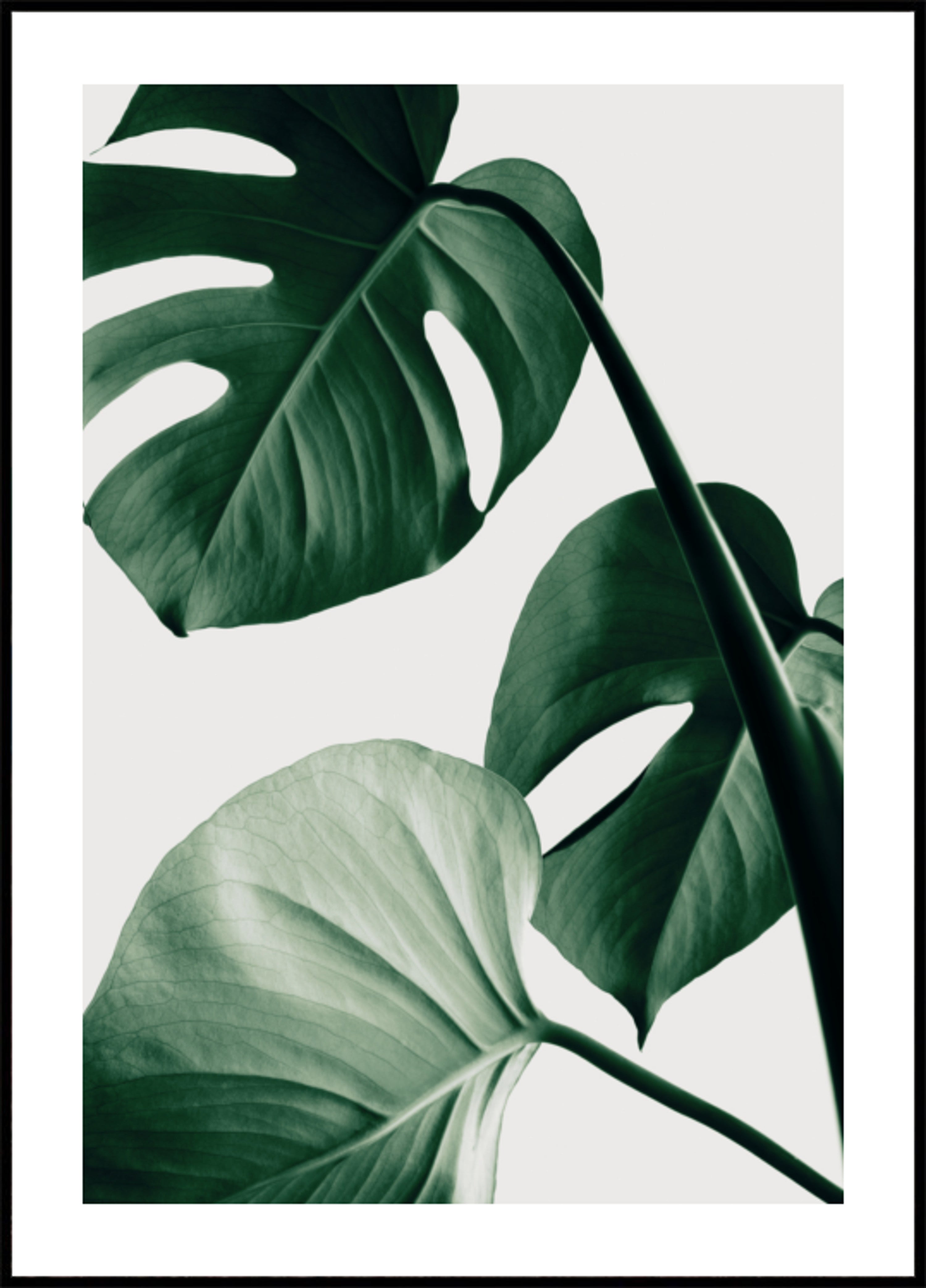 Weelderige Monstera-bladeren