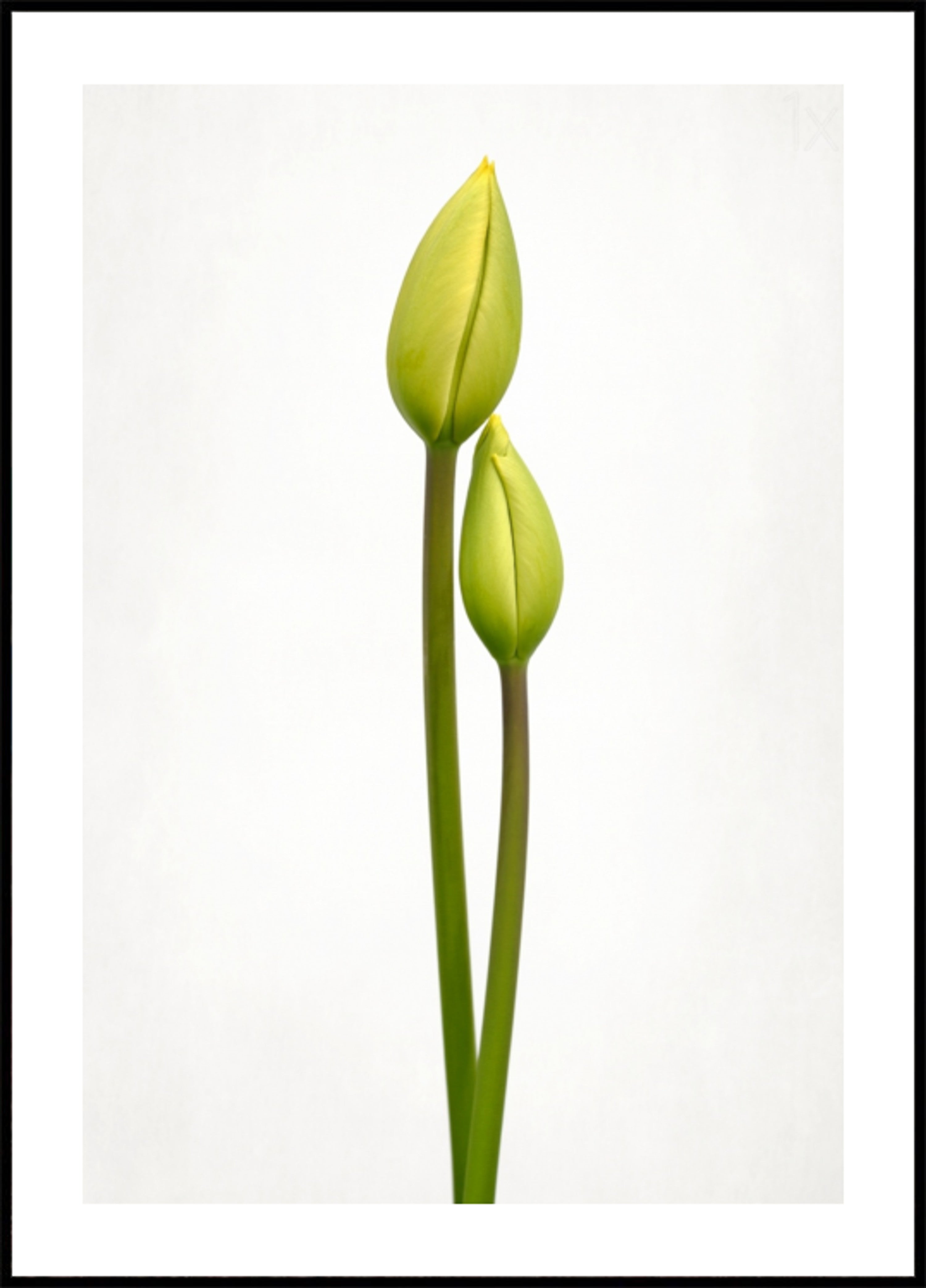 Groene Tulpknoppen