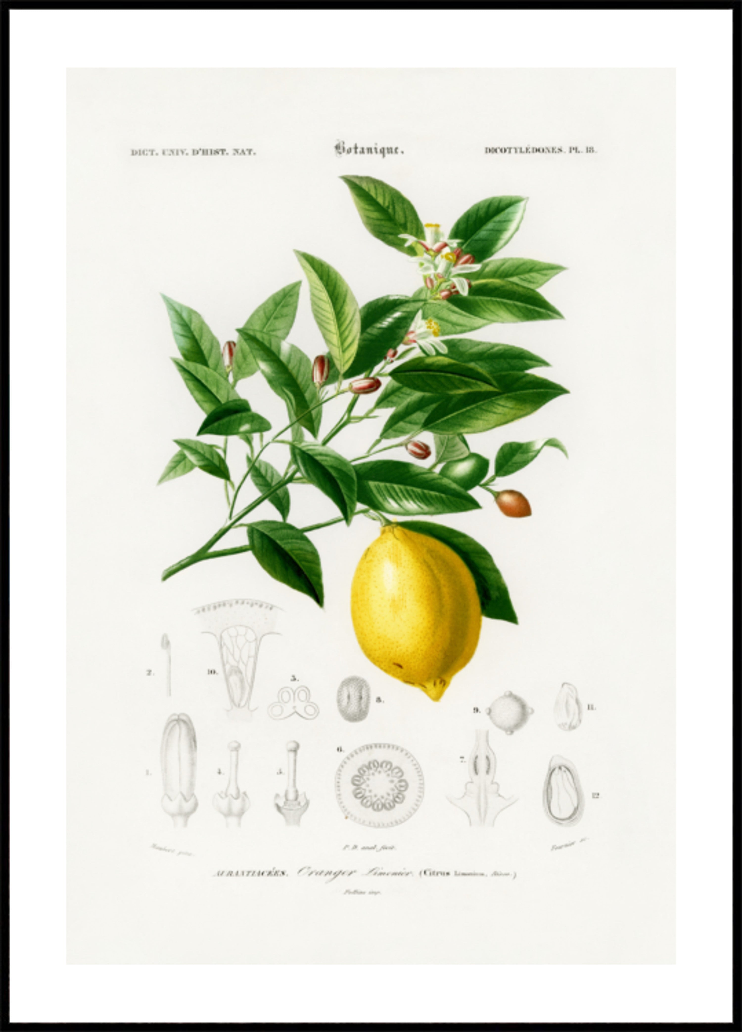 Citroen (citruslimonium)