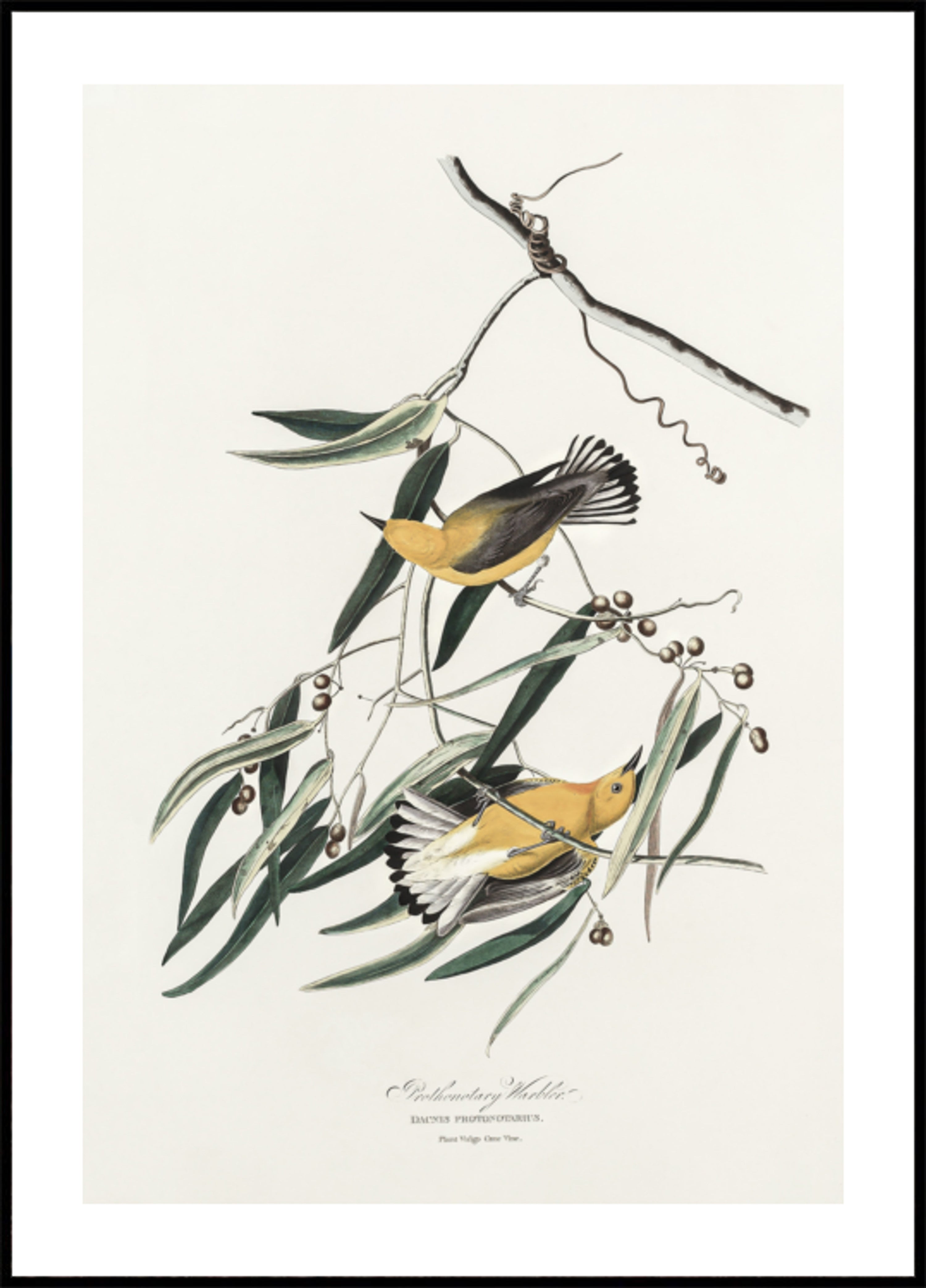Prothonotary Warbler van Birds of America (1827)