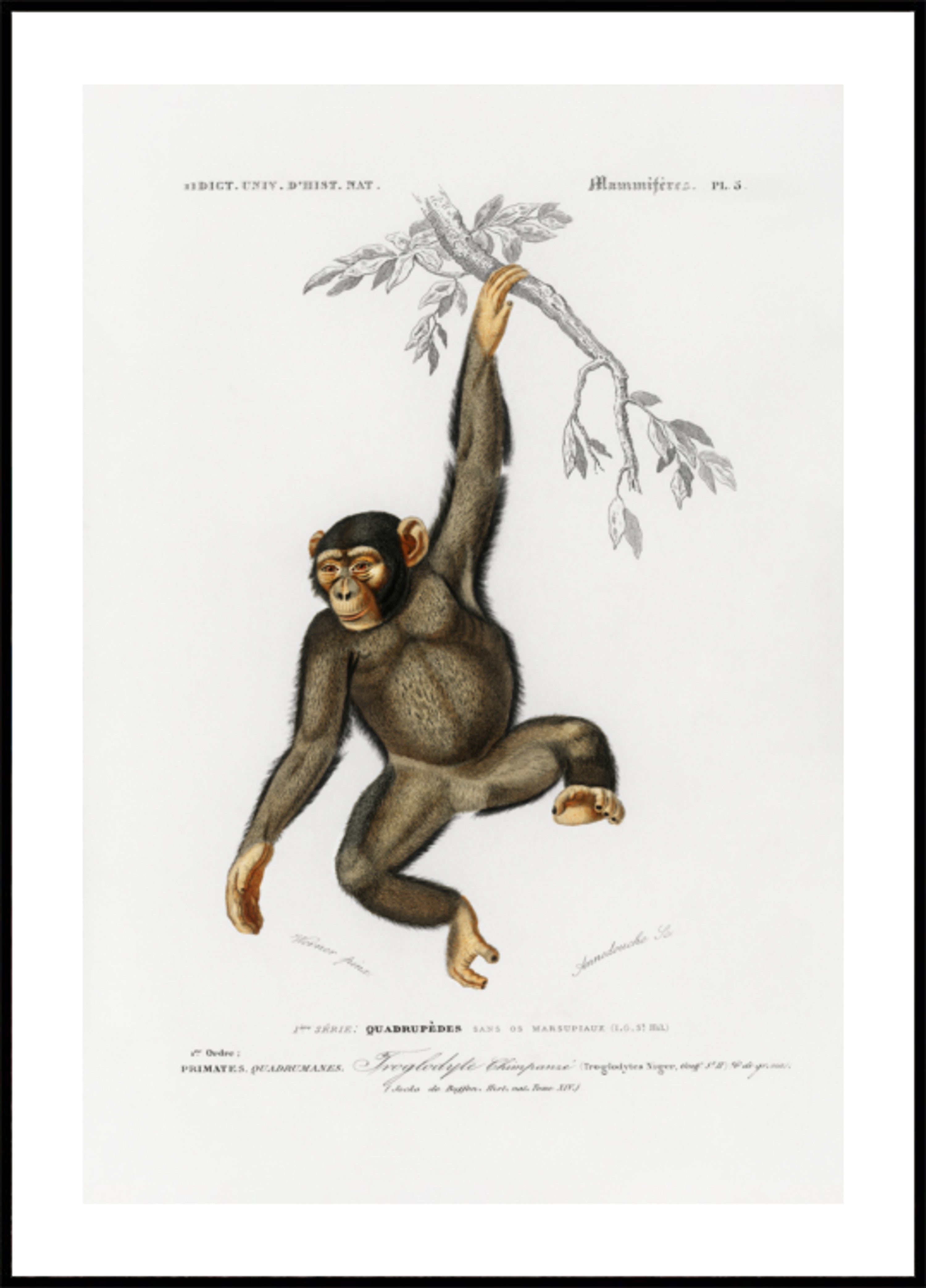 Chimpansee