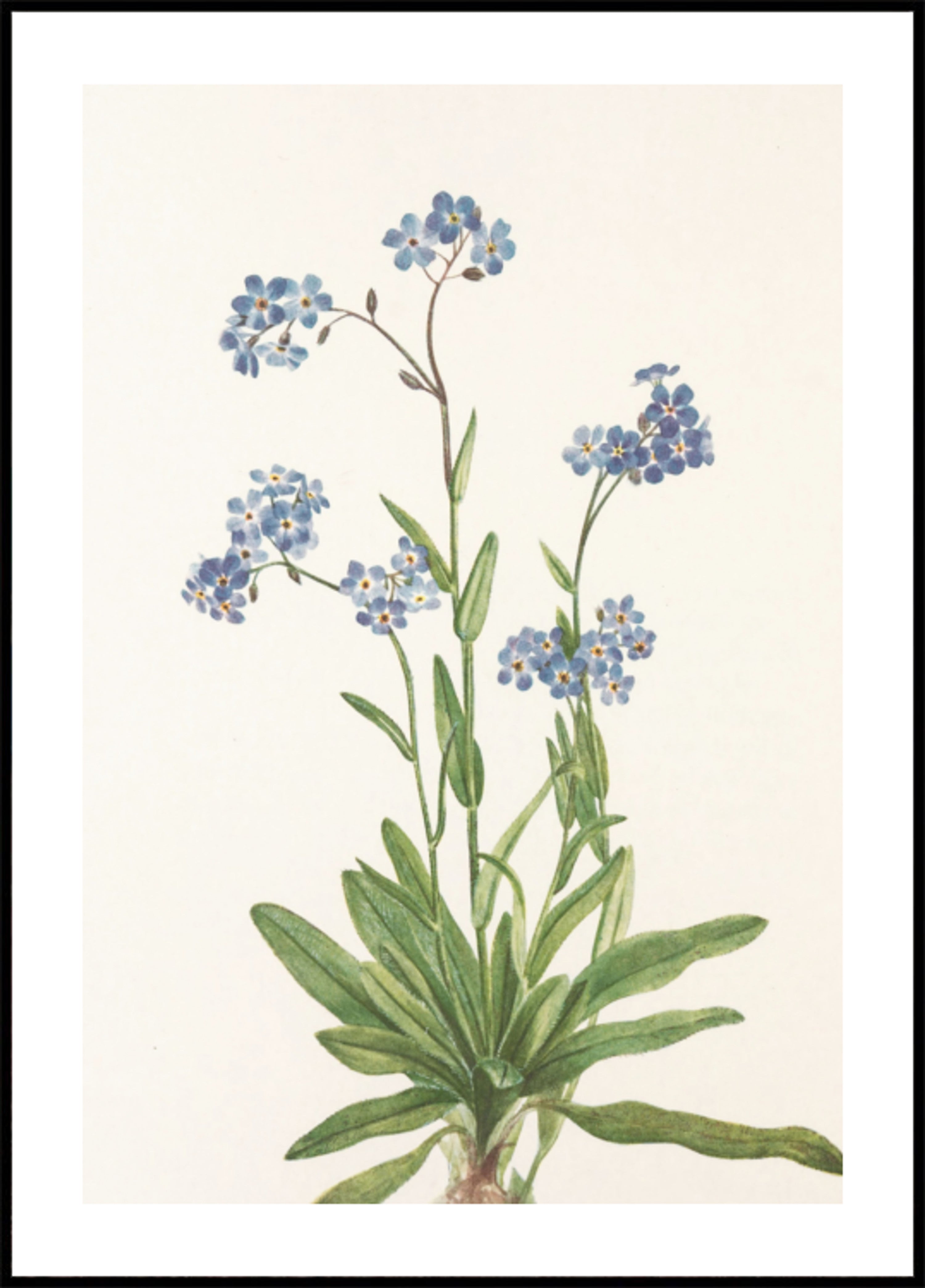 Alpine Vergeet me niet van Noord-Amerikaanse wilde bloemen (1925) door Mary Vaux Walcott