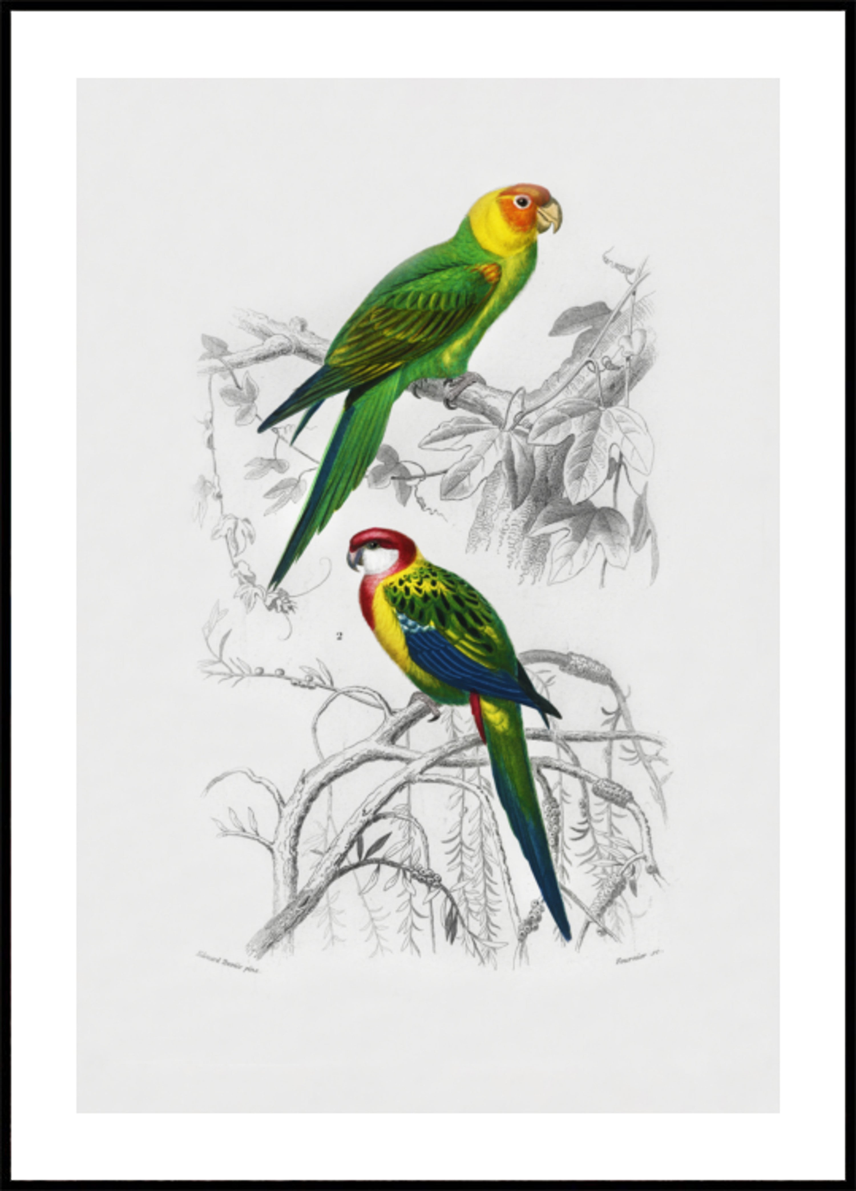 Vogels