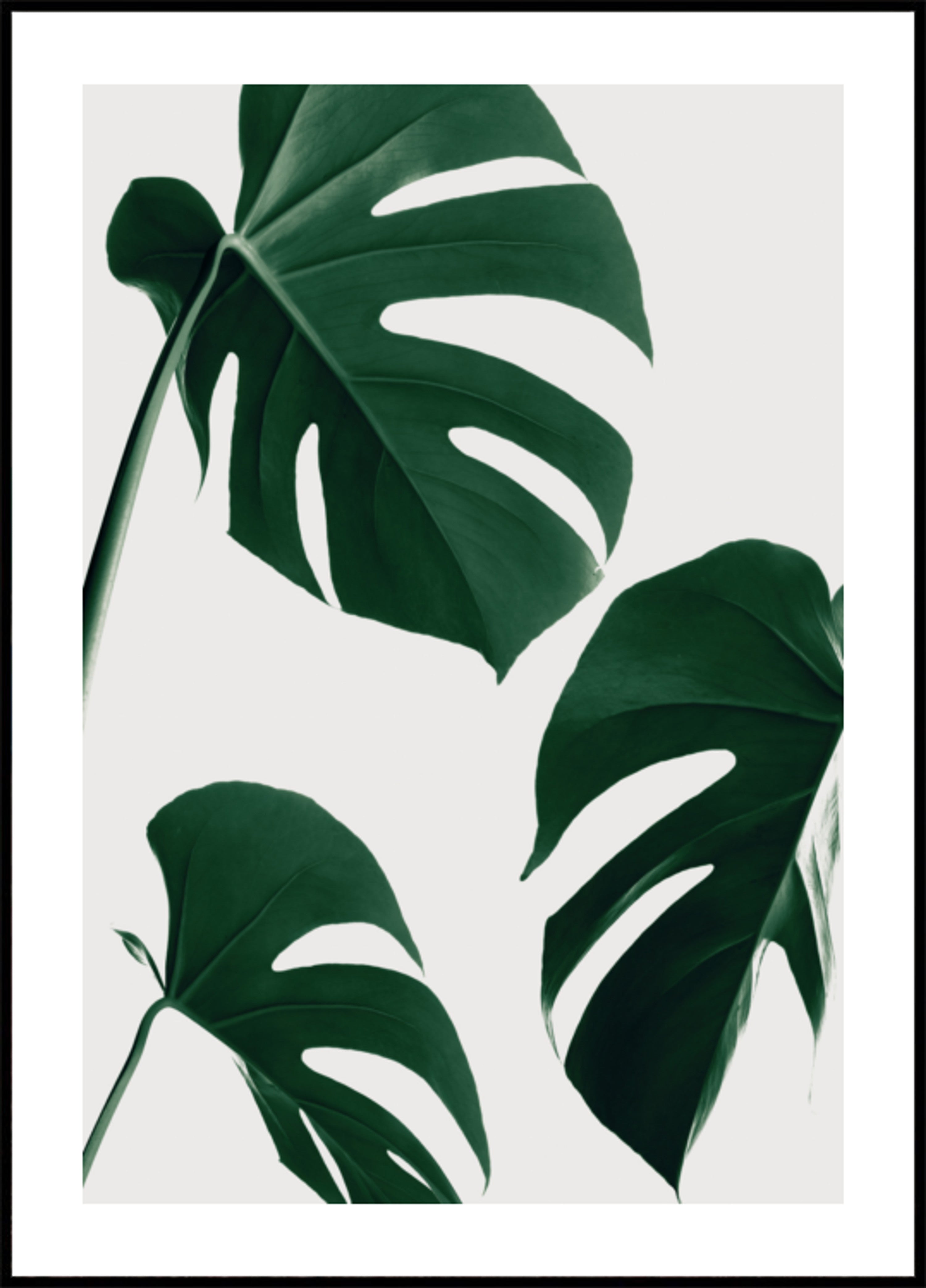 Verse groene Monstera-bladeren