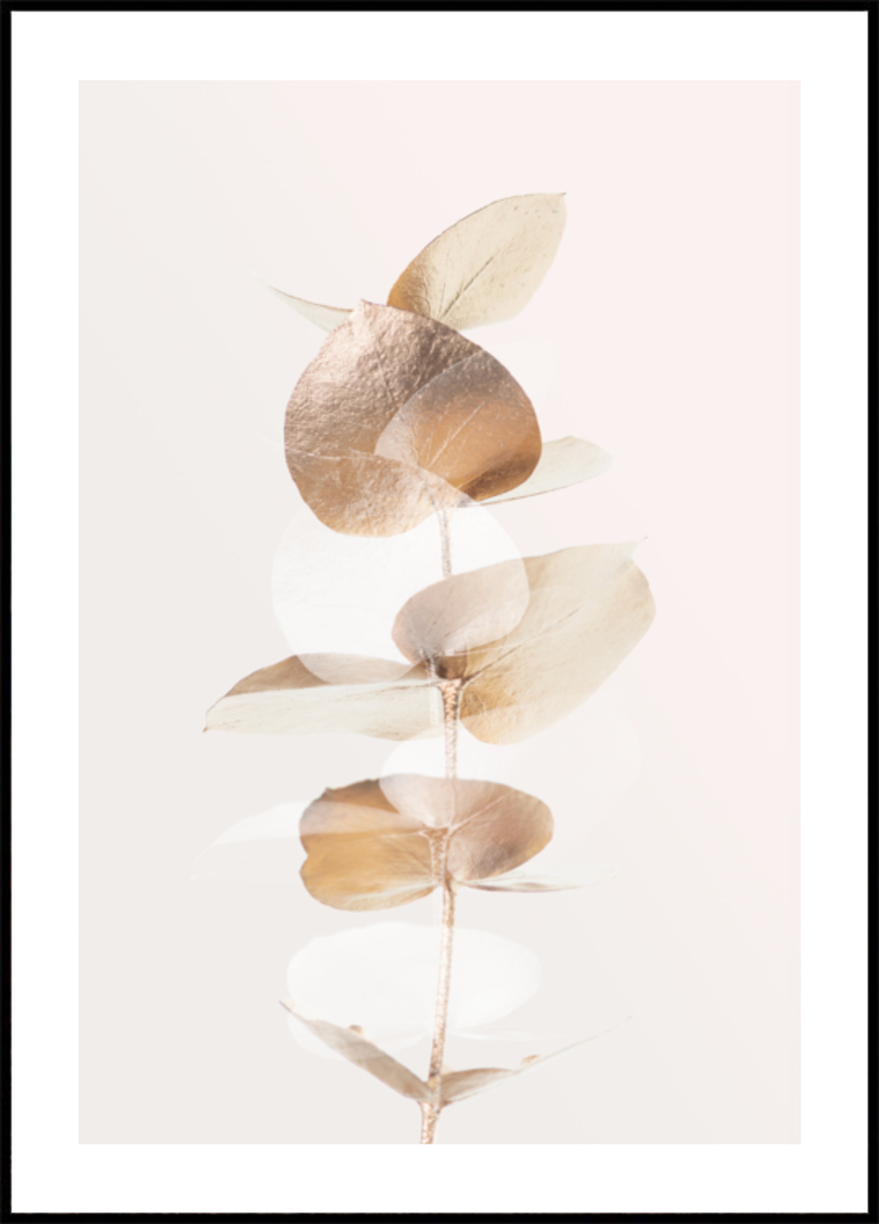 Gouden eucalyptustak
