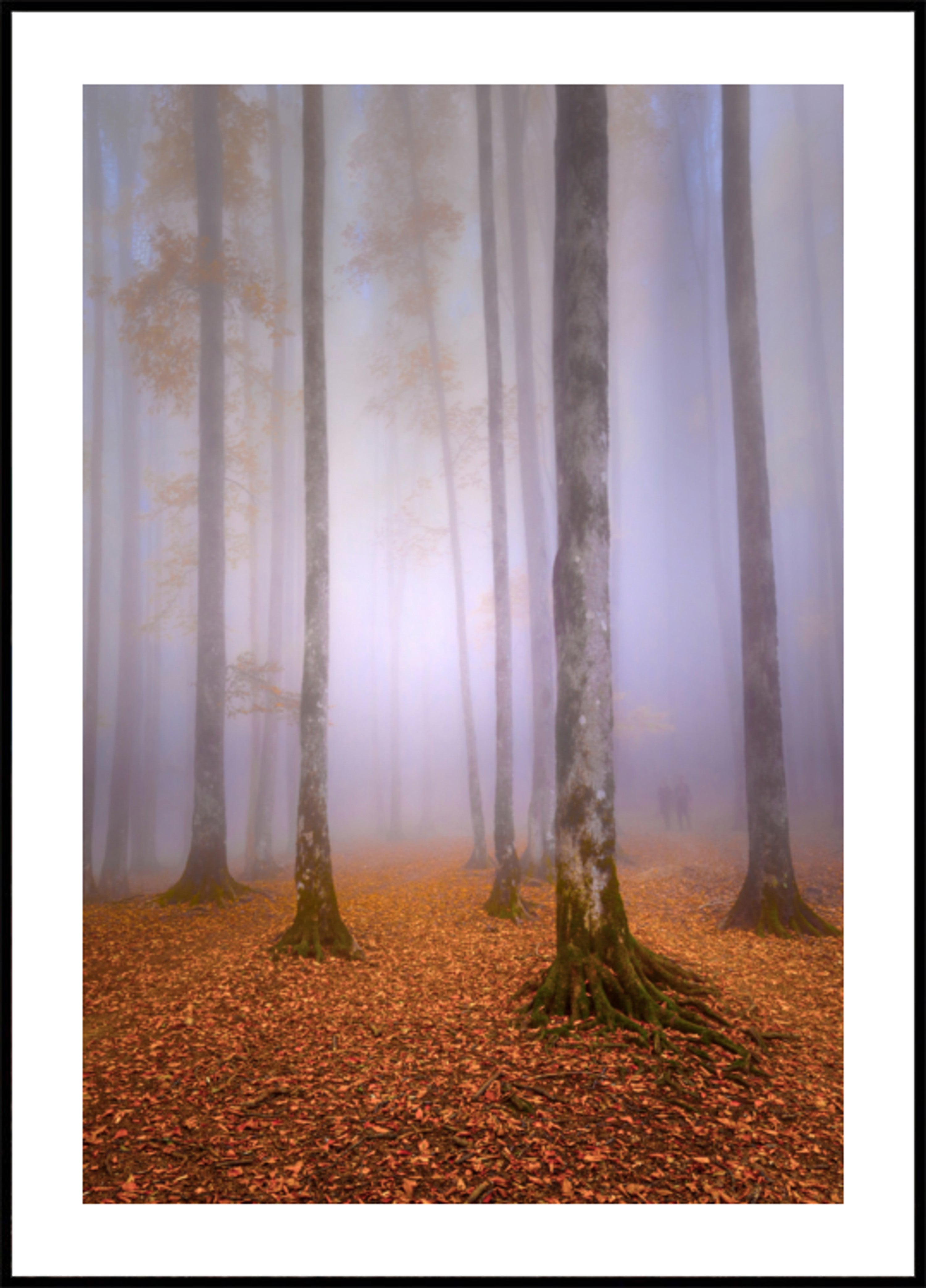 Mistig herfstbos