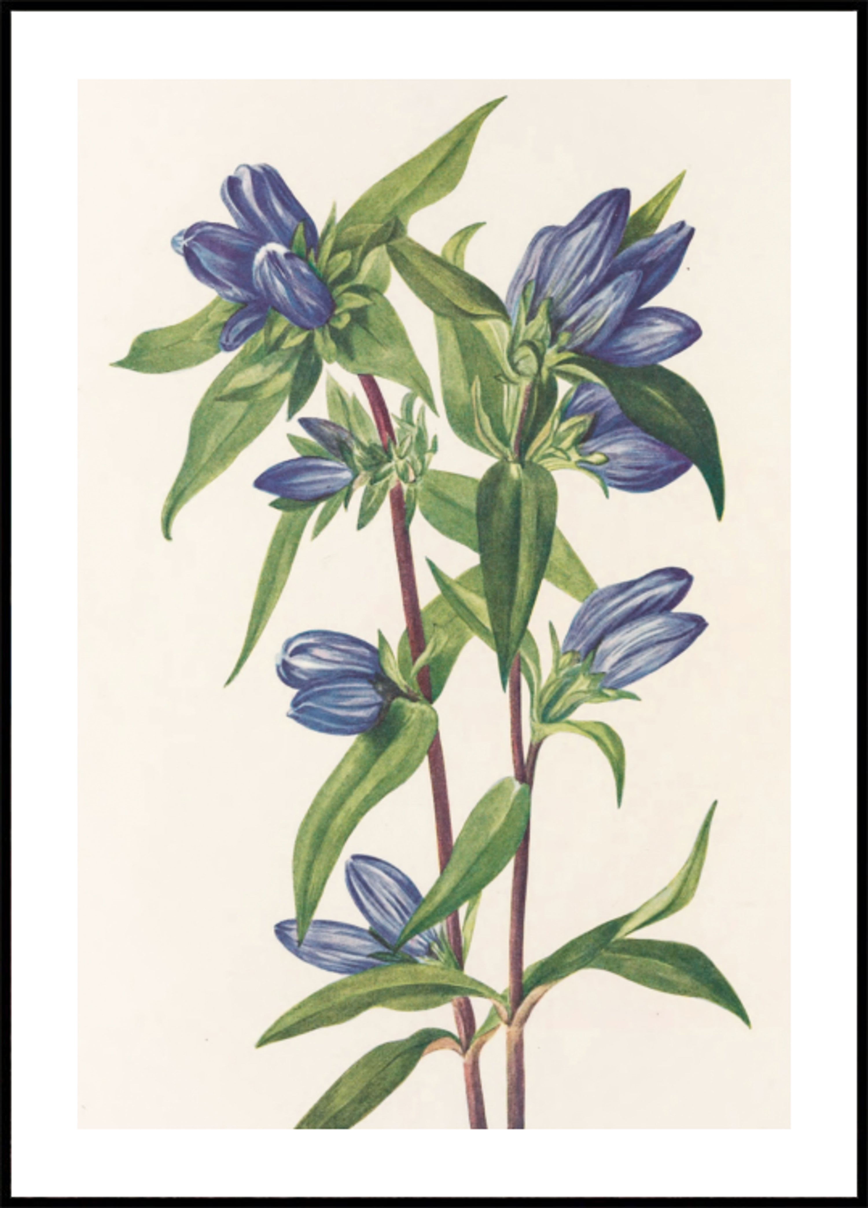 Flesgentiaan van Noord-Amerikaanse wilde bloemen (1925) door Mary Vaux Walcott