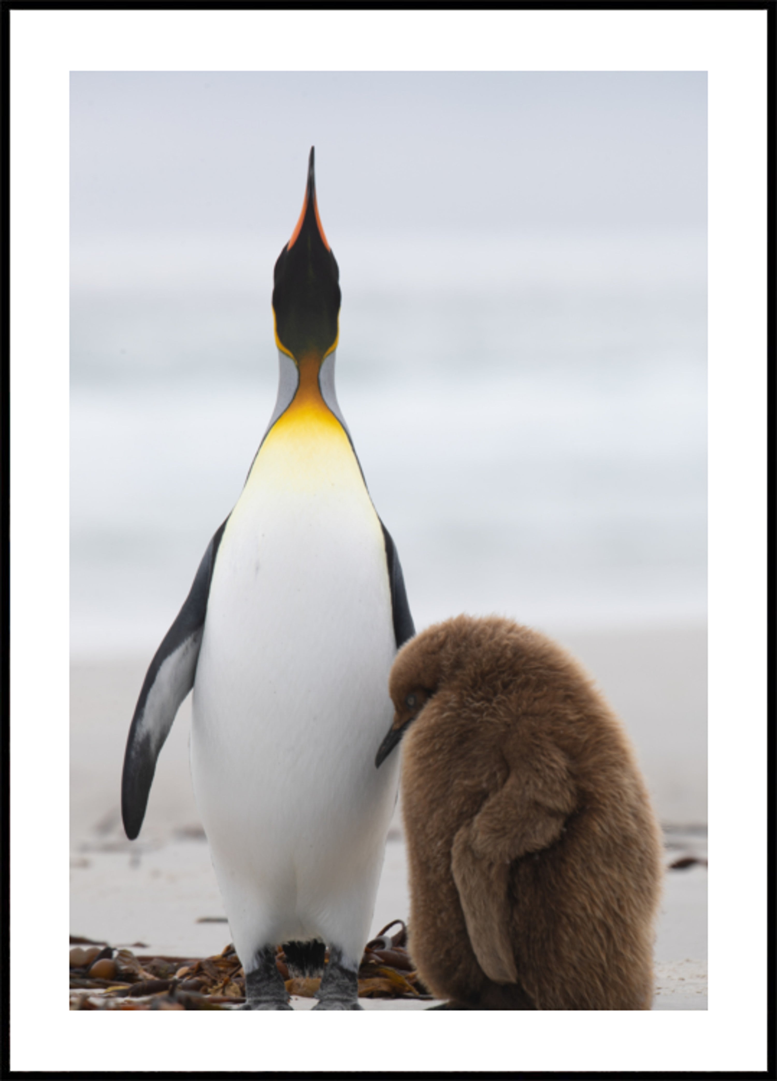 Pinguïnfamilie op strand