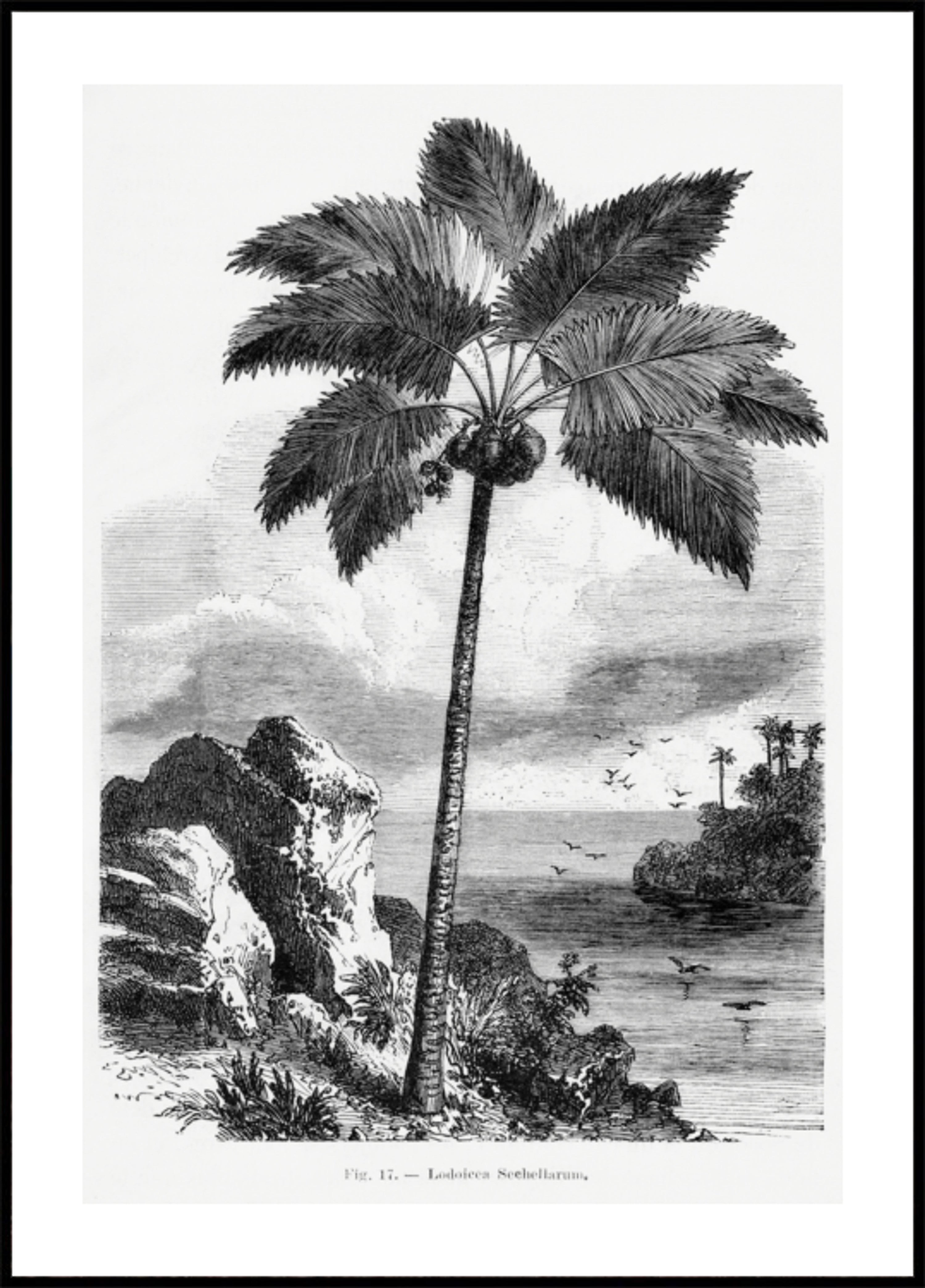 Vintage palmboom tekening I