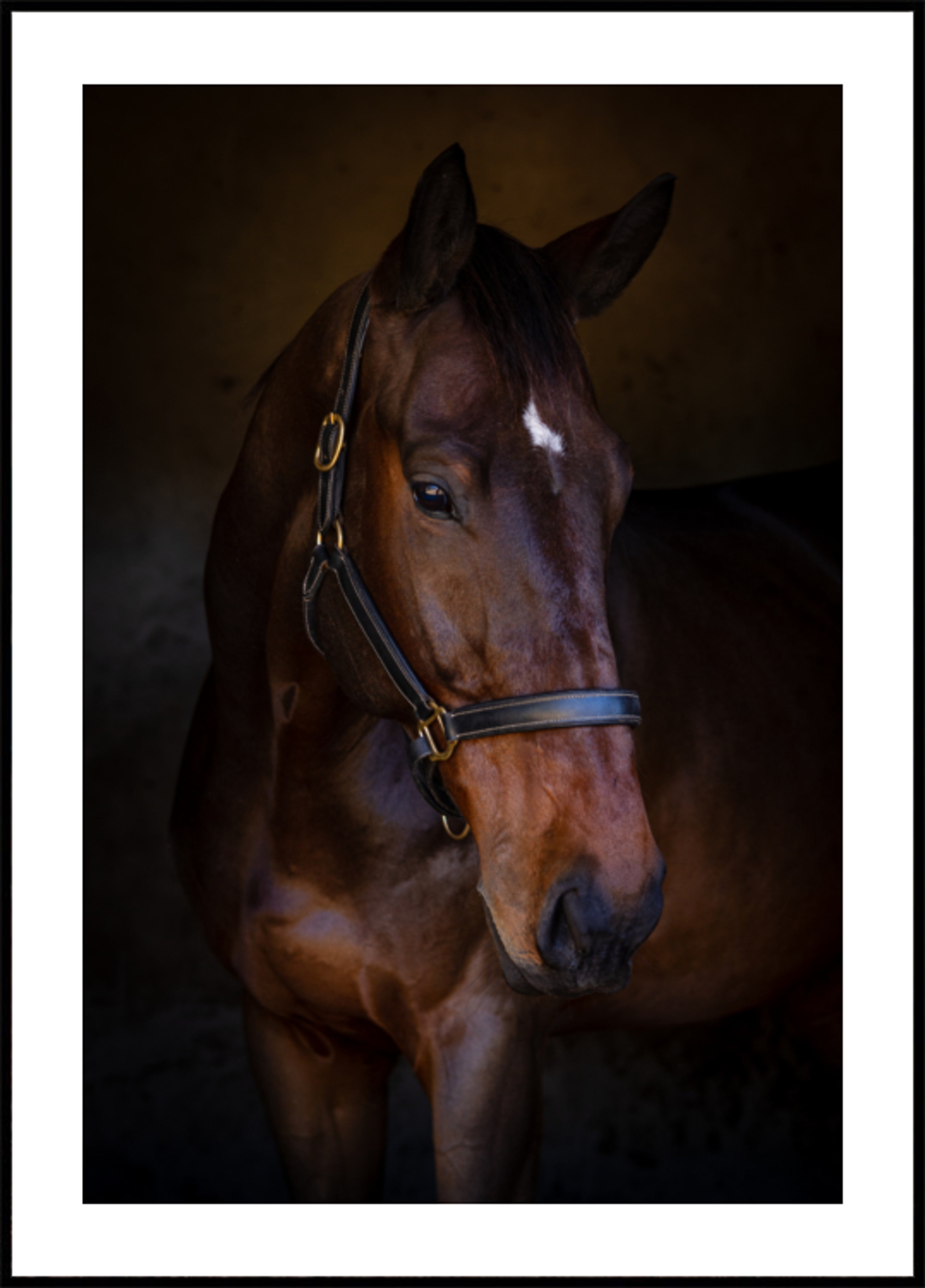 Majestueus paardenportret