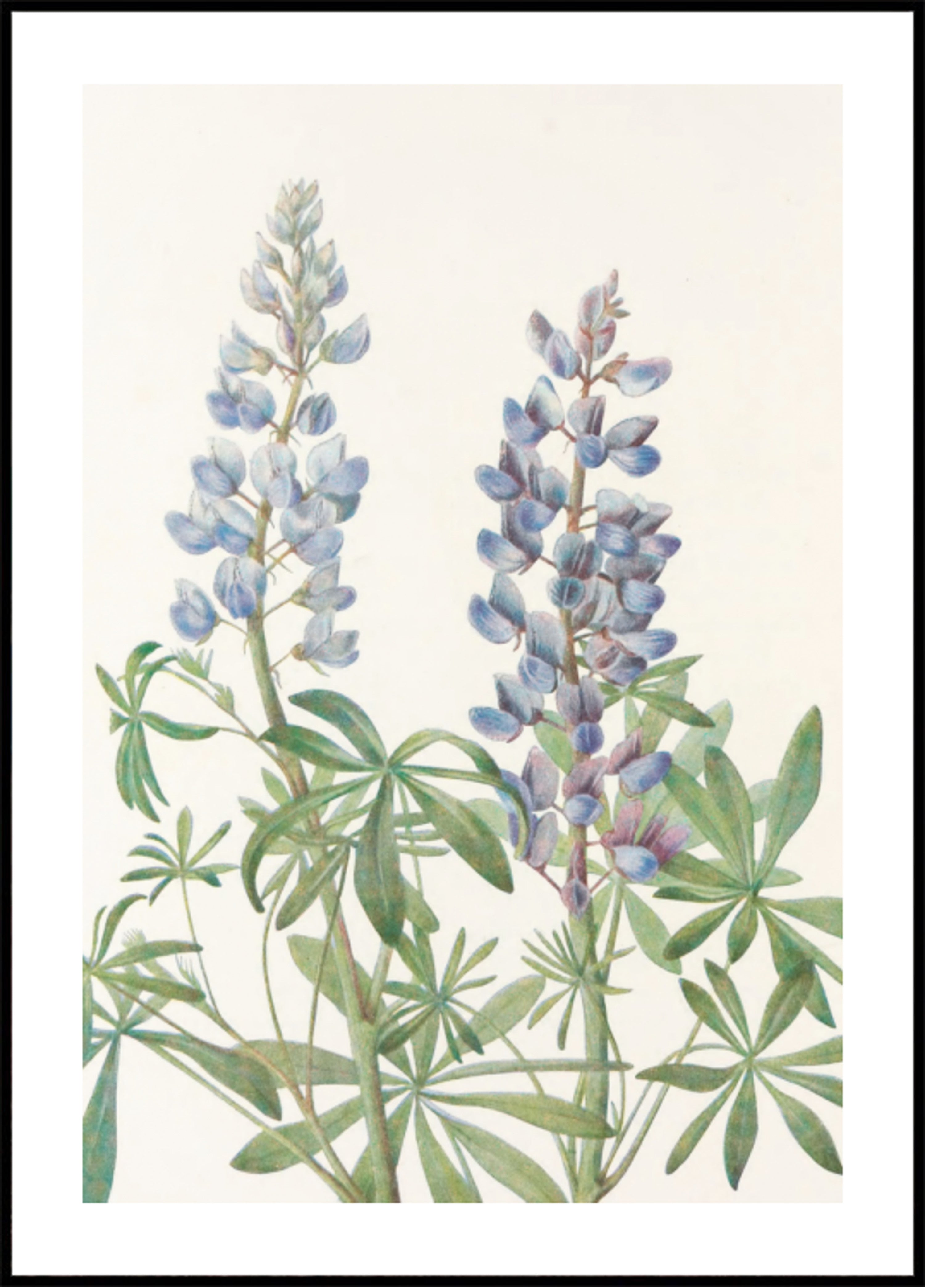 Zonnewijzer Lupin van Noord-Amerikaanse wilde bloemen (1925) door Mary Vaux Walcott