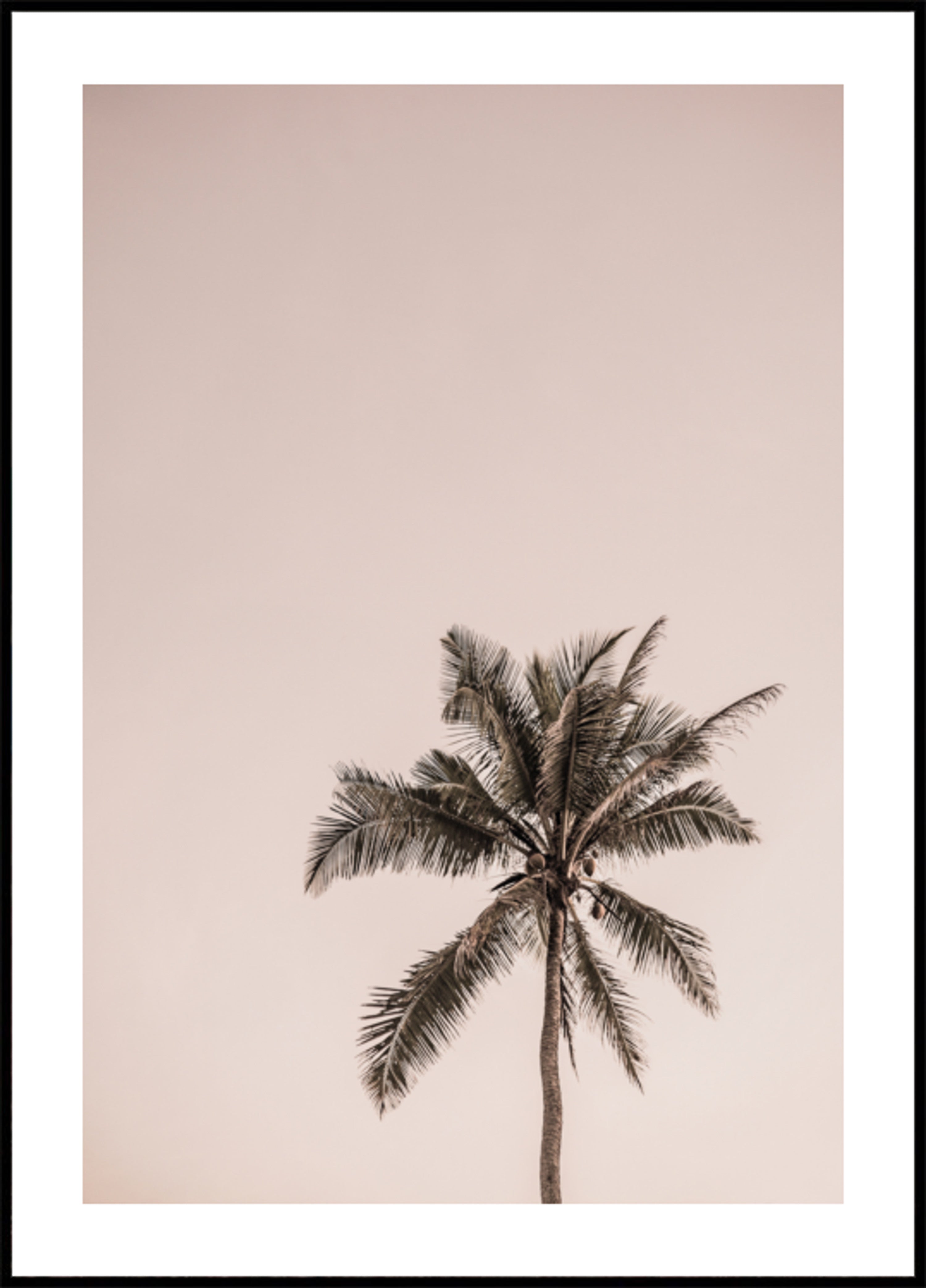 Roze palmsereniteit