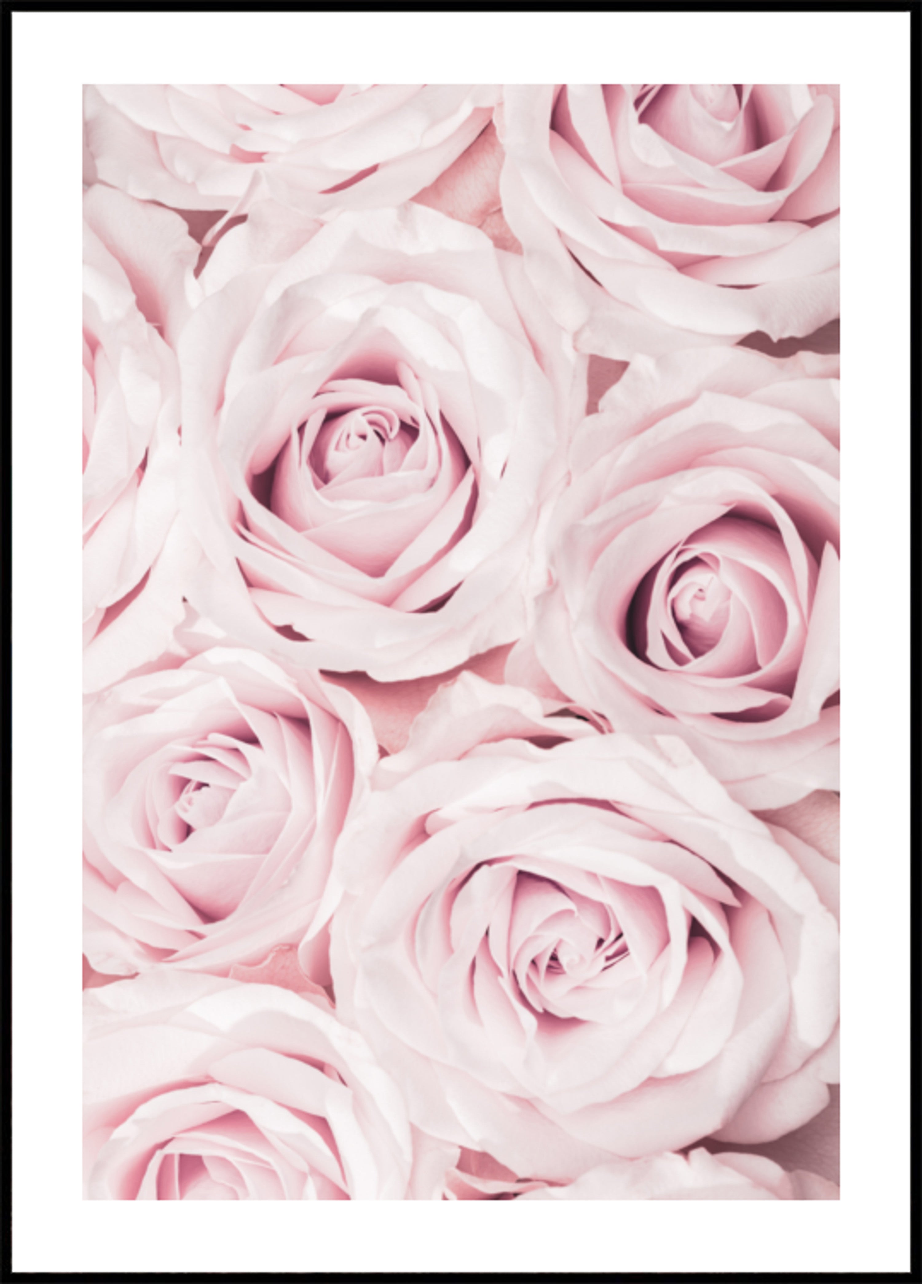 Zachtroze rozen