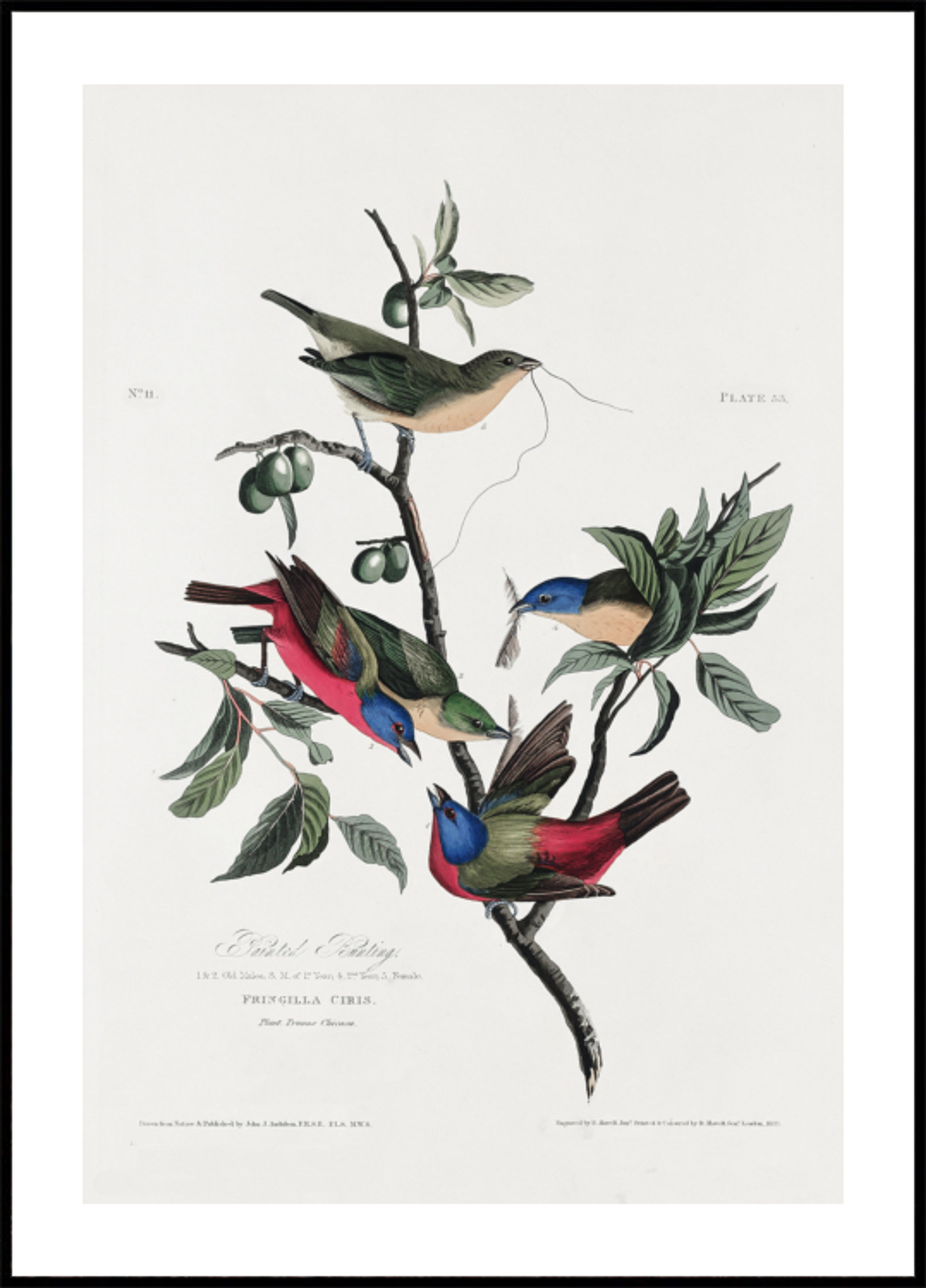 Geschilderde vink uit Birds of America (1827)