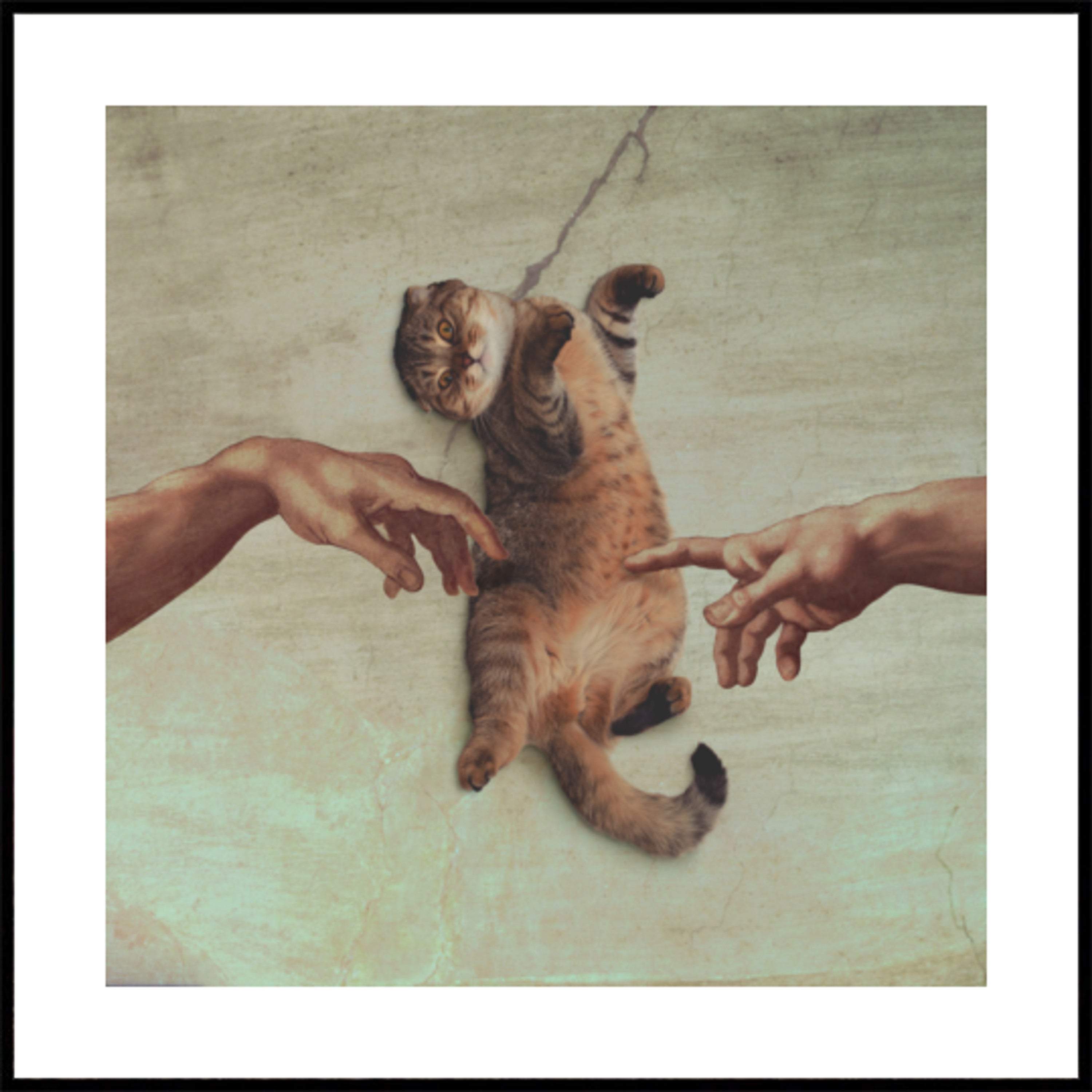 De schepping van Kat