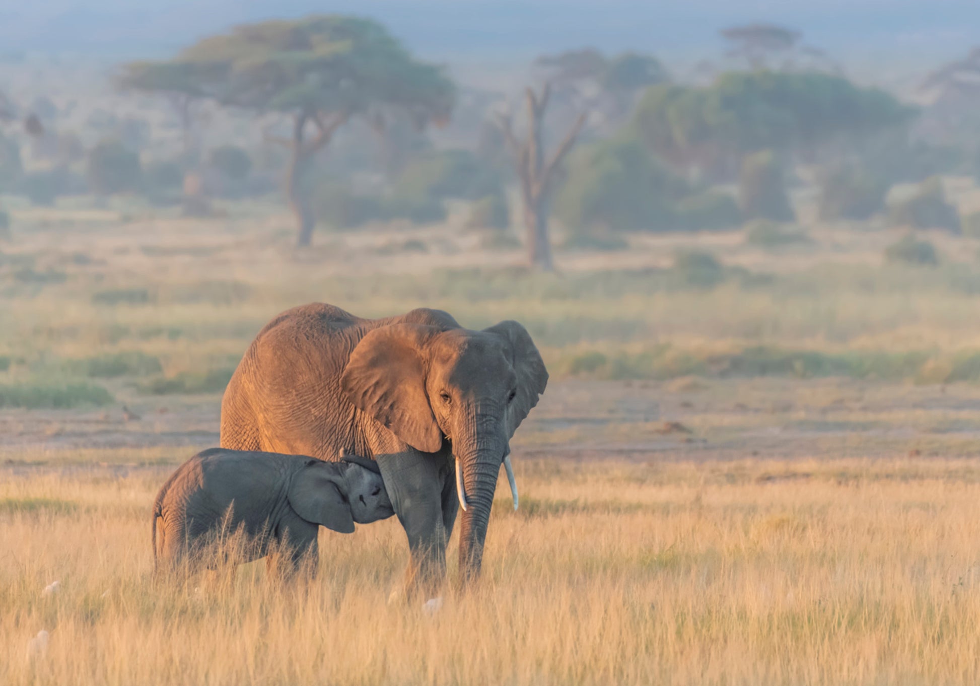 Moederkalf van de Afrikaanse olifant