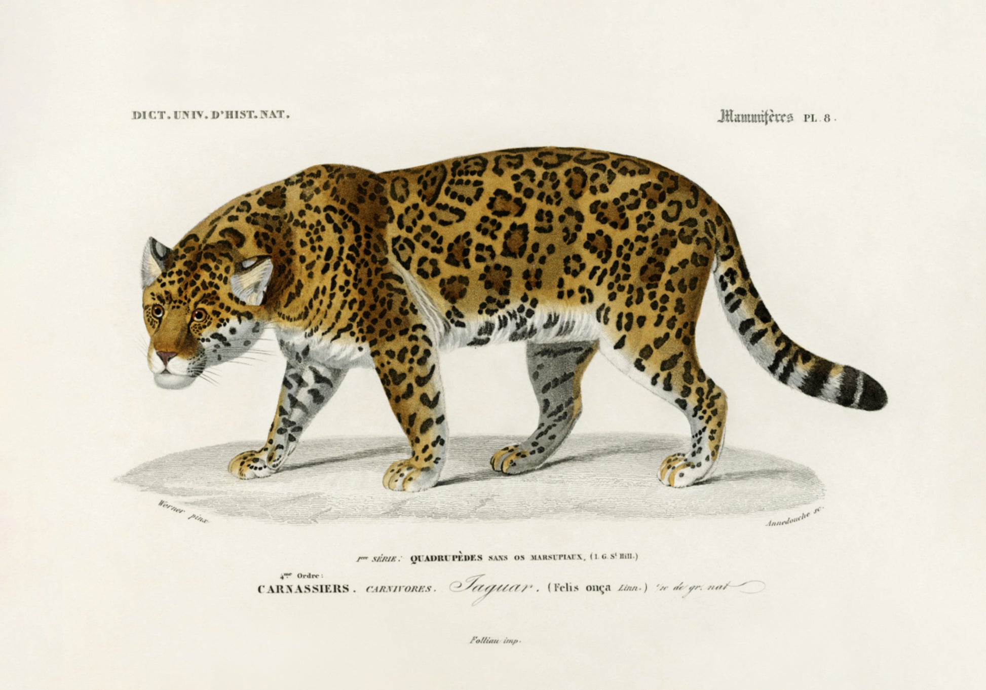 Jaguar (Panthera Onca)