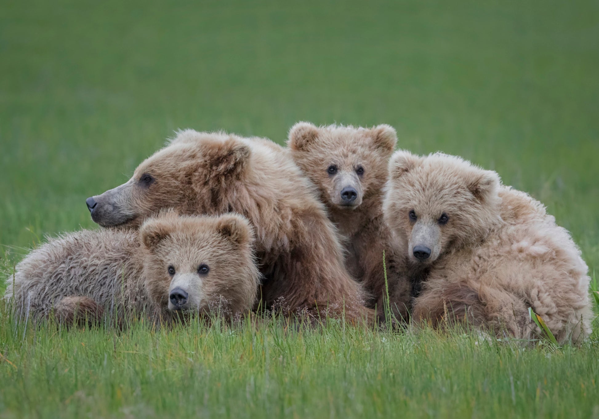 Familie bruine beren