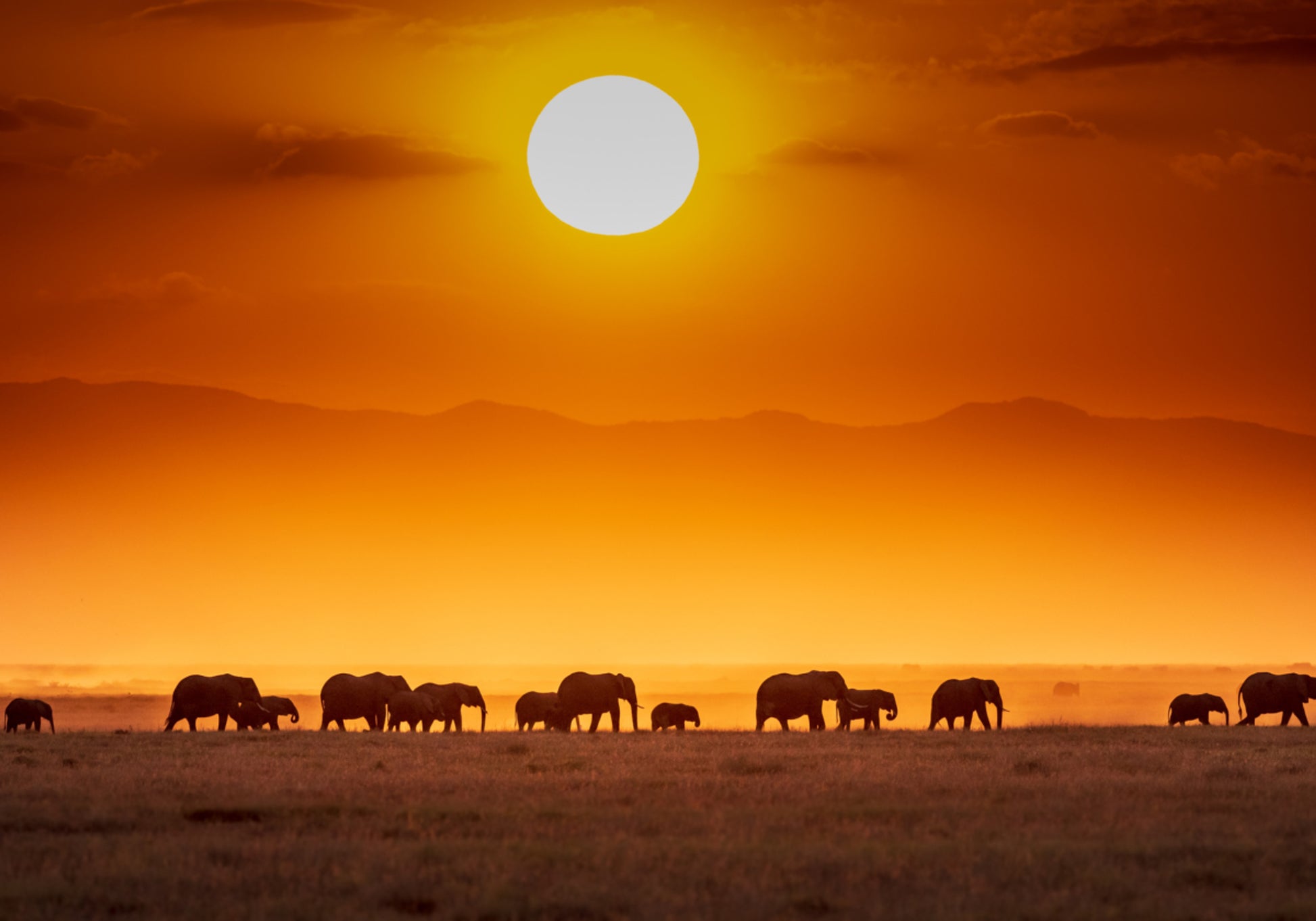 Afrikaanse zonsondergangolifanten