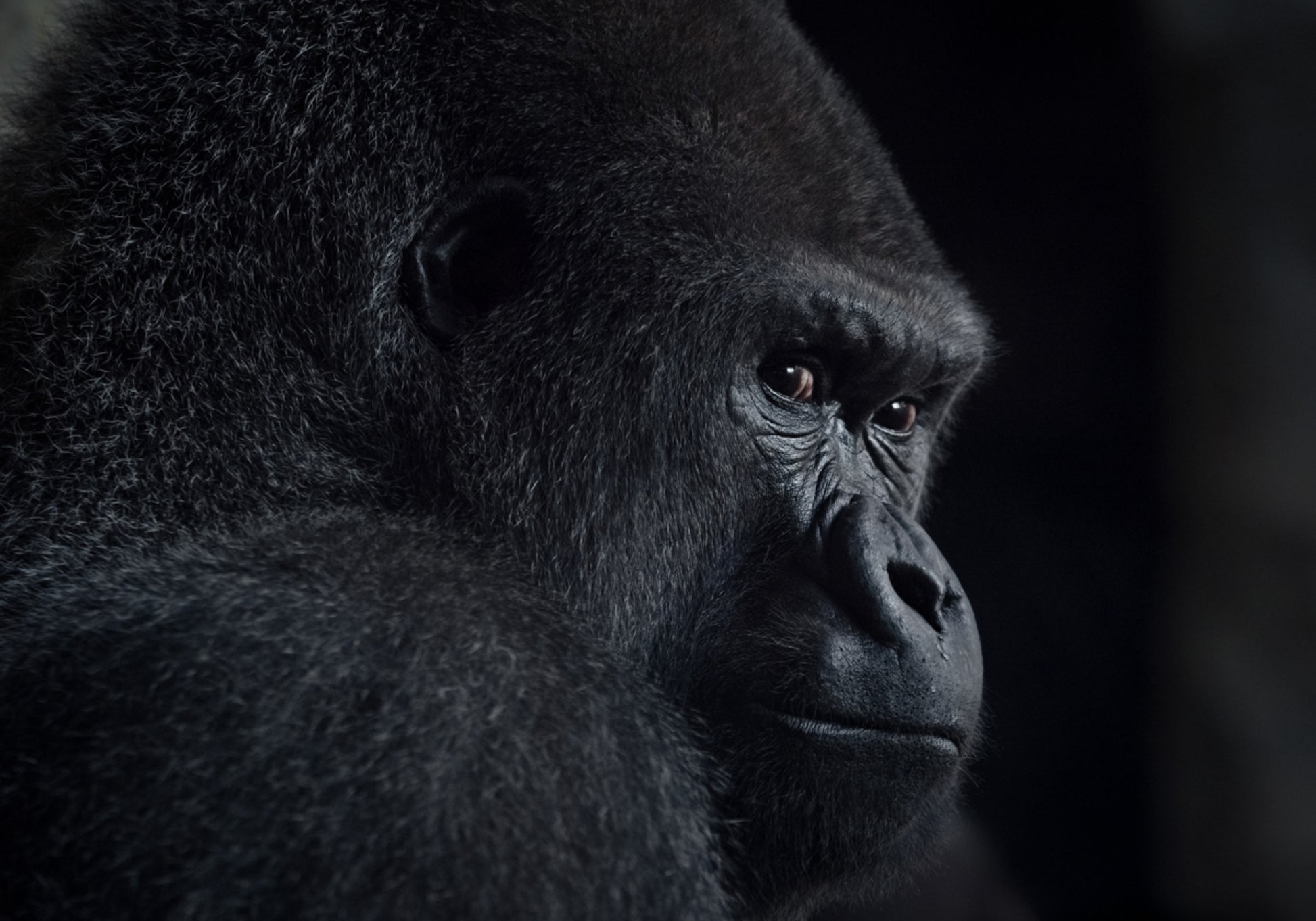 Peinzend gorillaprofiel