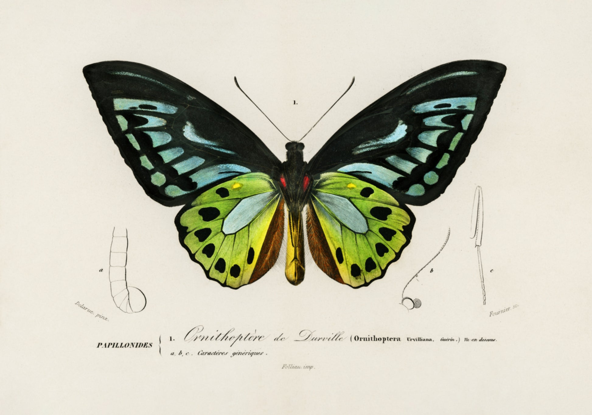 Groene Birdwing-vlinder