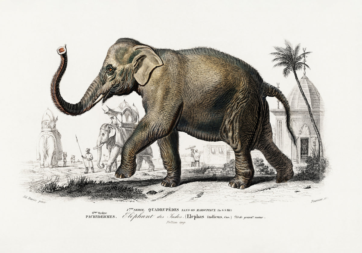 Aziatische olifant