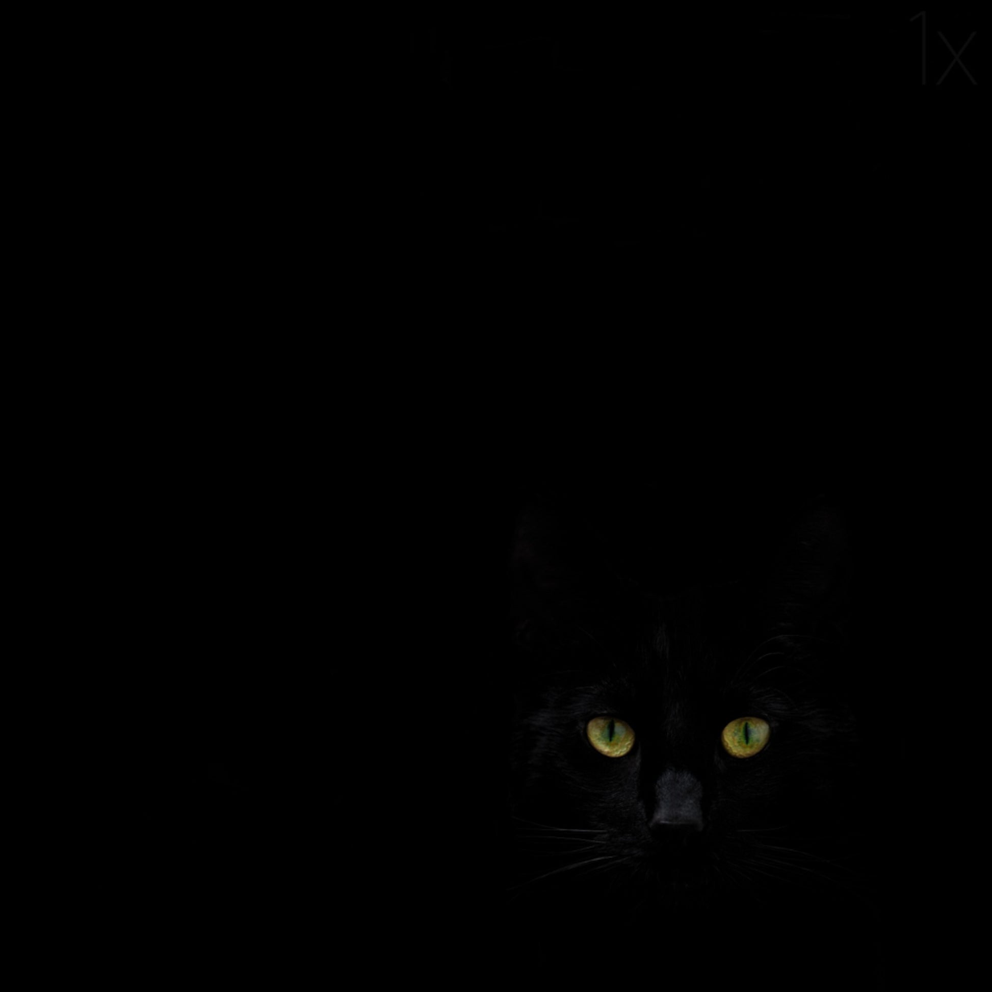 De blik van de zwarte kat