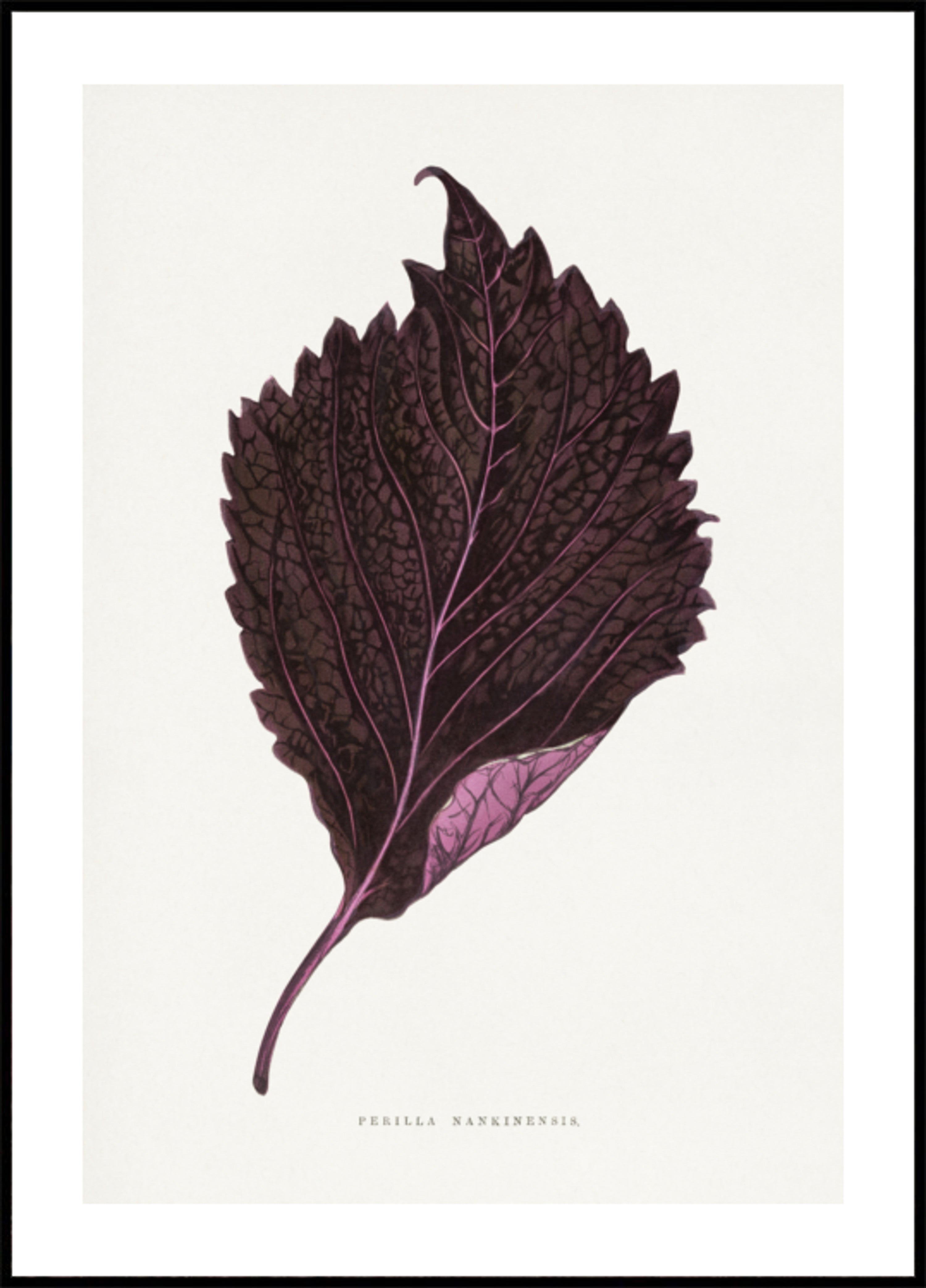 Roze Perilla Nankinensis bladillustratie