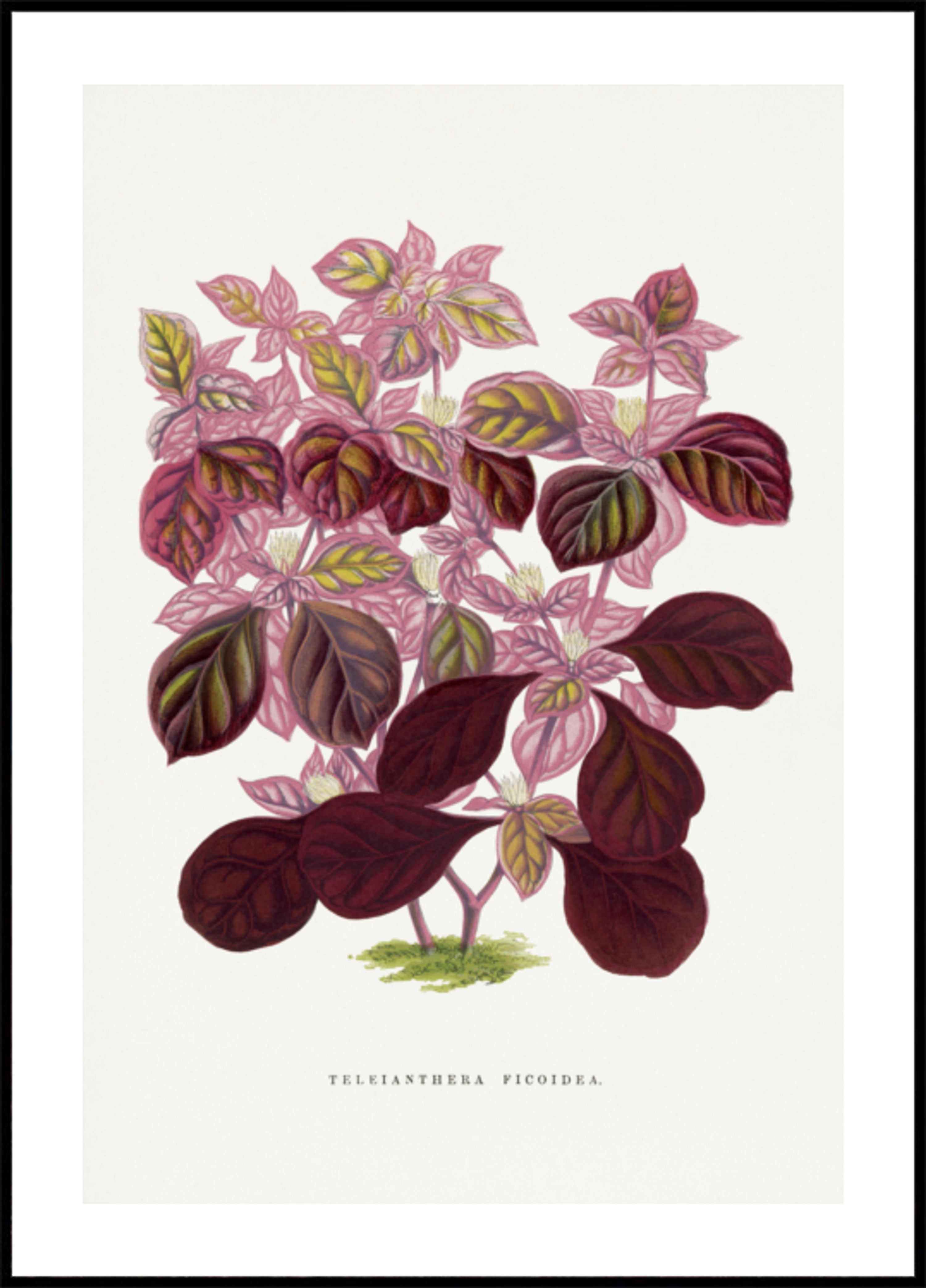 Roze Teleianthera Ficoidea bladillustratie