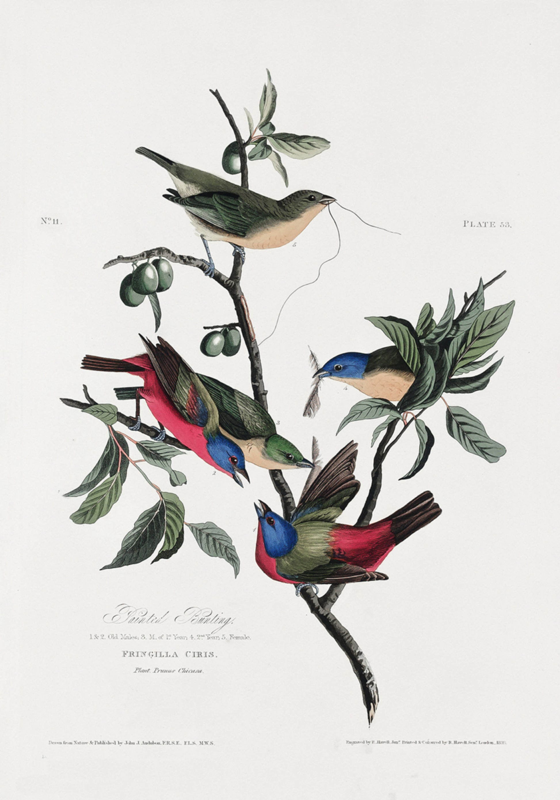 Geschilderde vink uit Birds of America (1827)