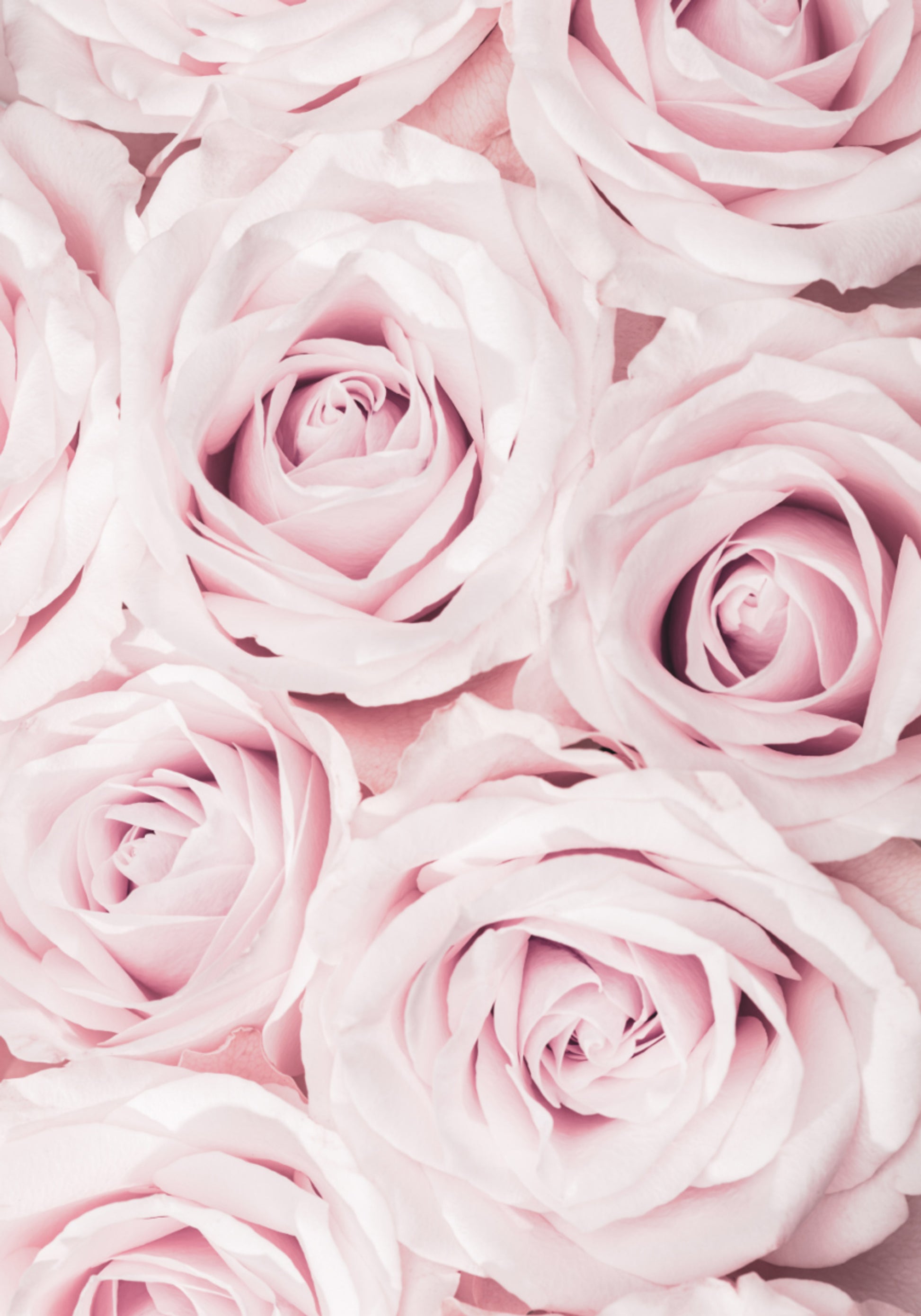 Zachtroze rozen
