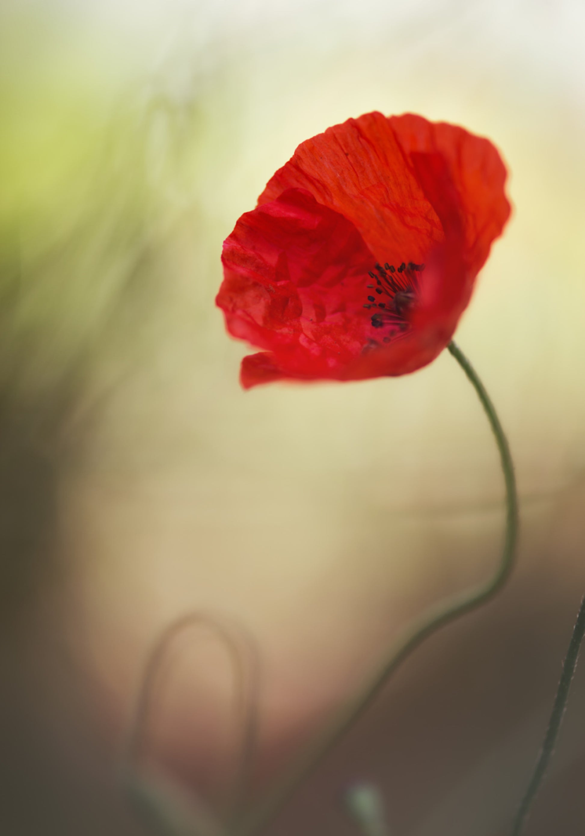 Levendige rode papaver