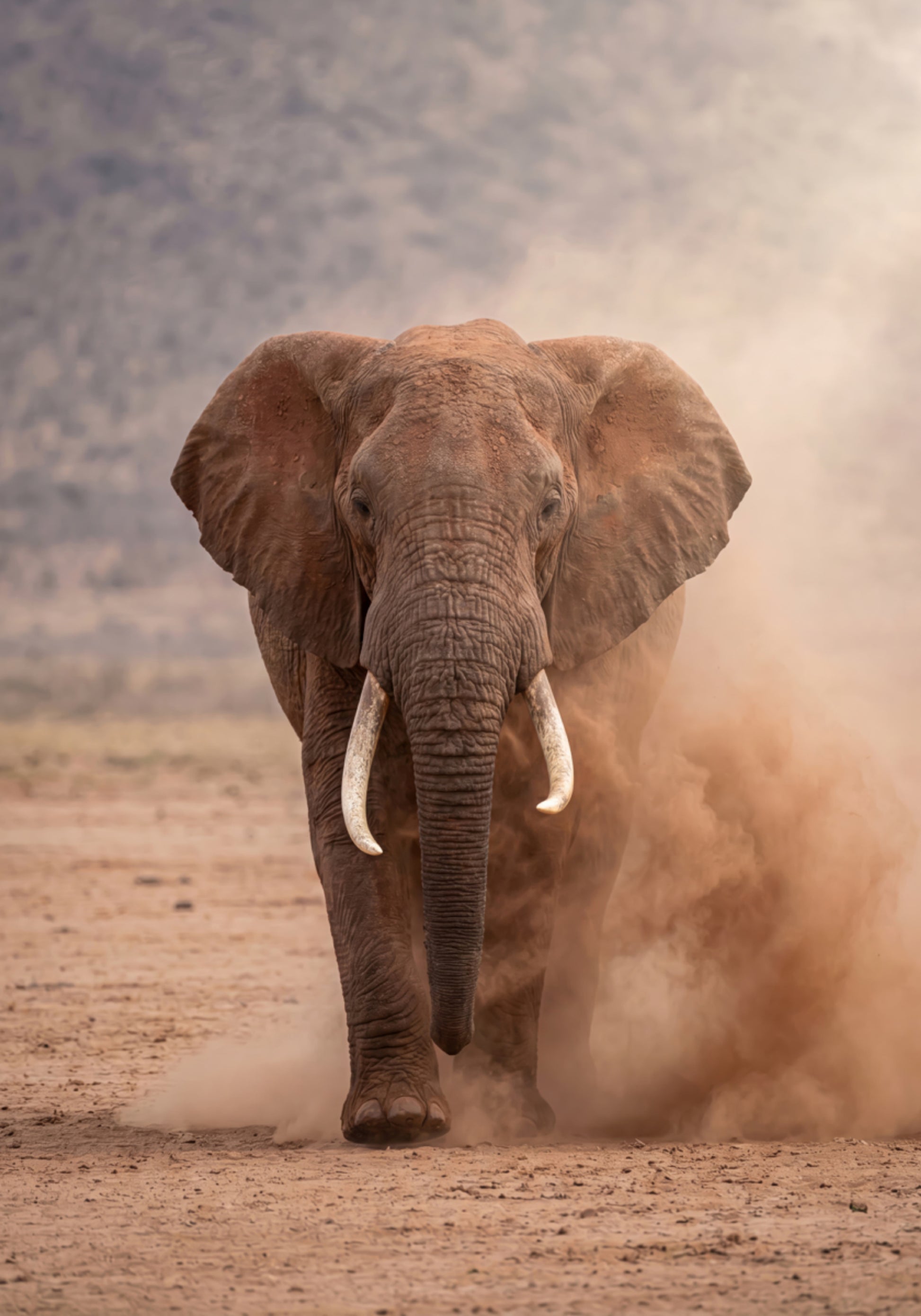 Krachtige stoffige olifant