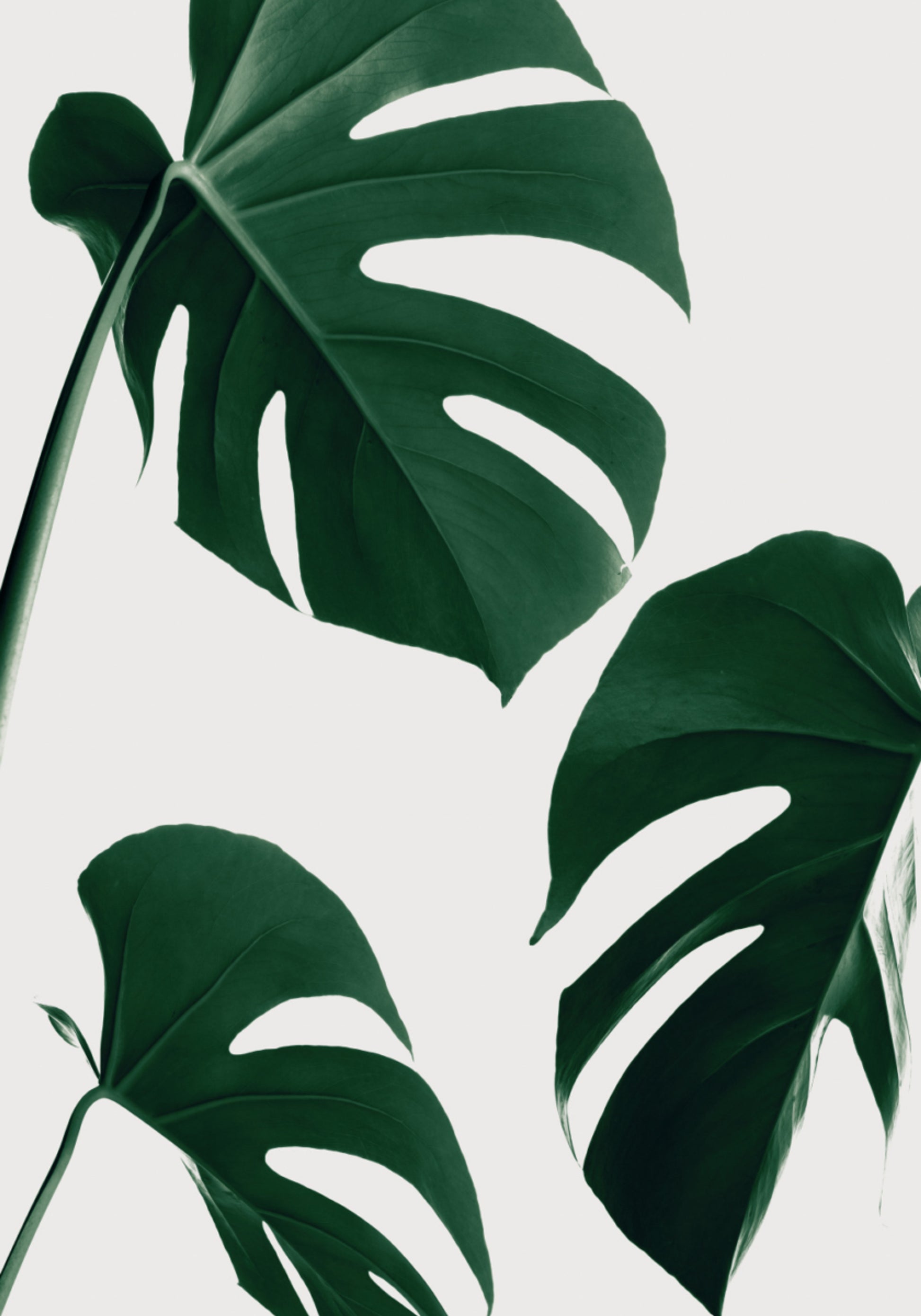 Verse groene Monstera-bladeren