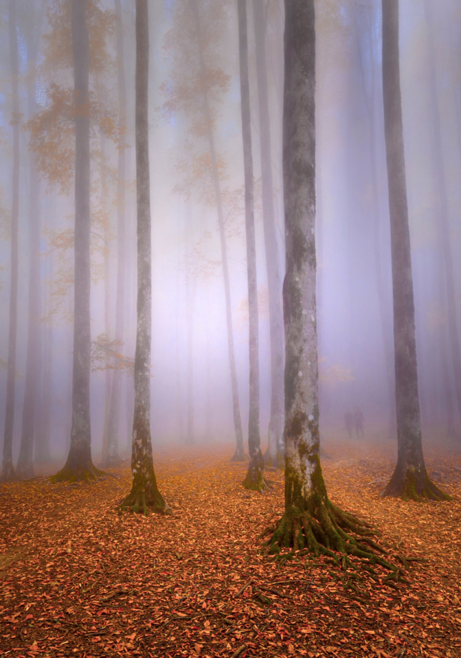 Mistig herfstbos