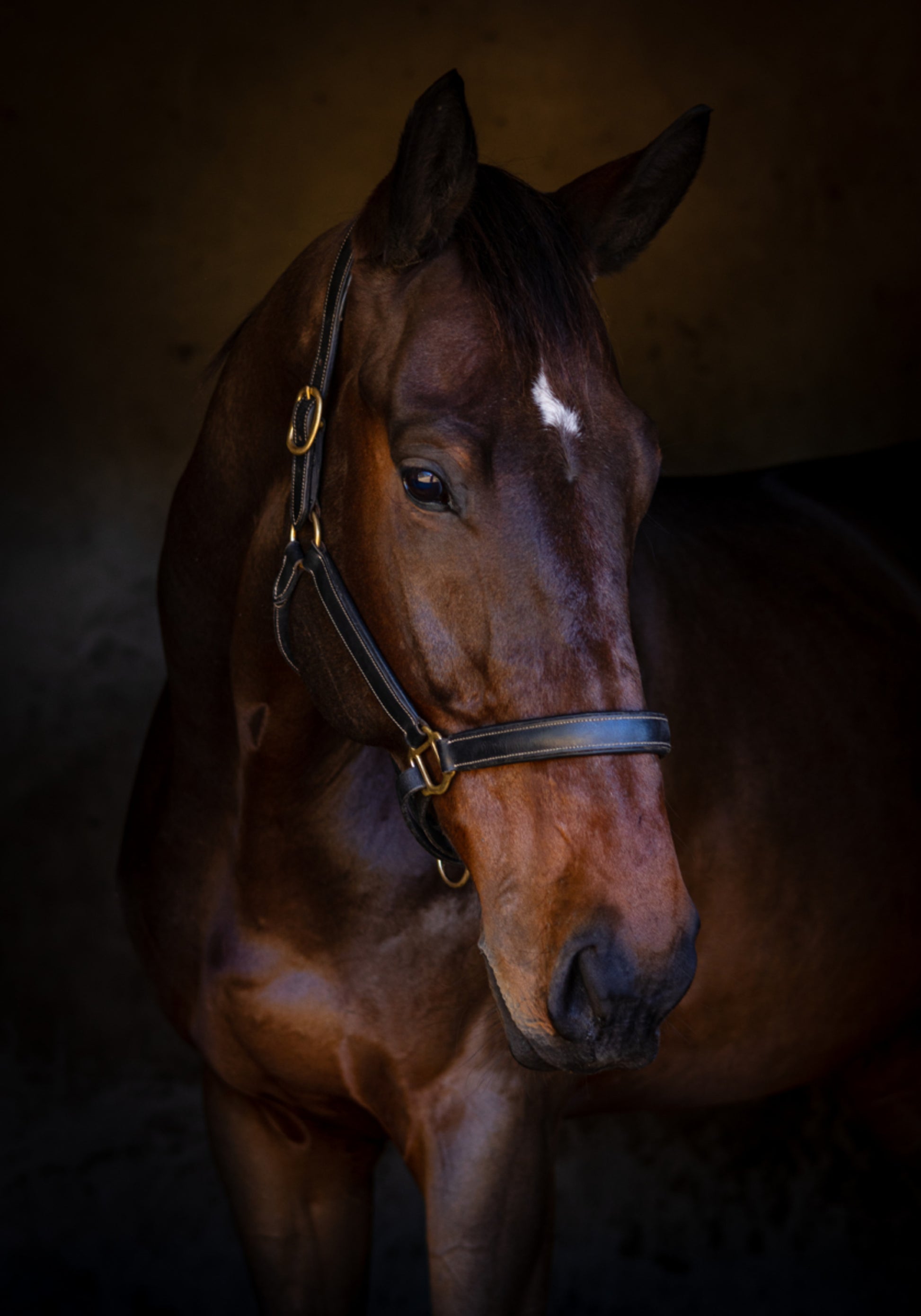 Majestueus paardenportret