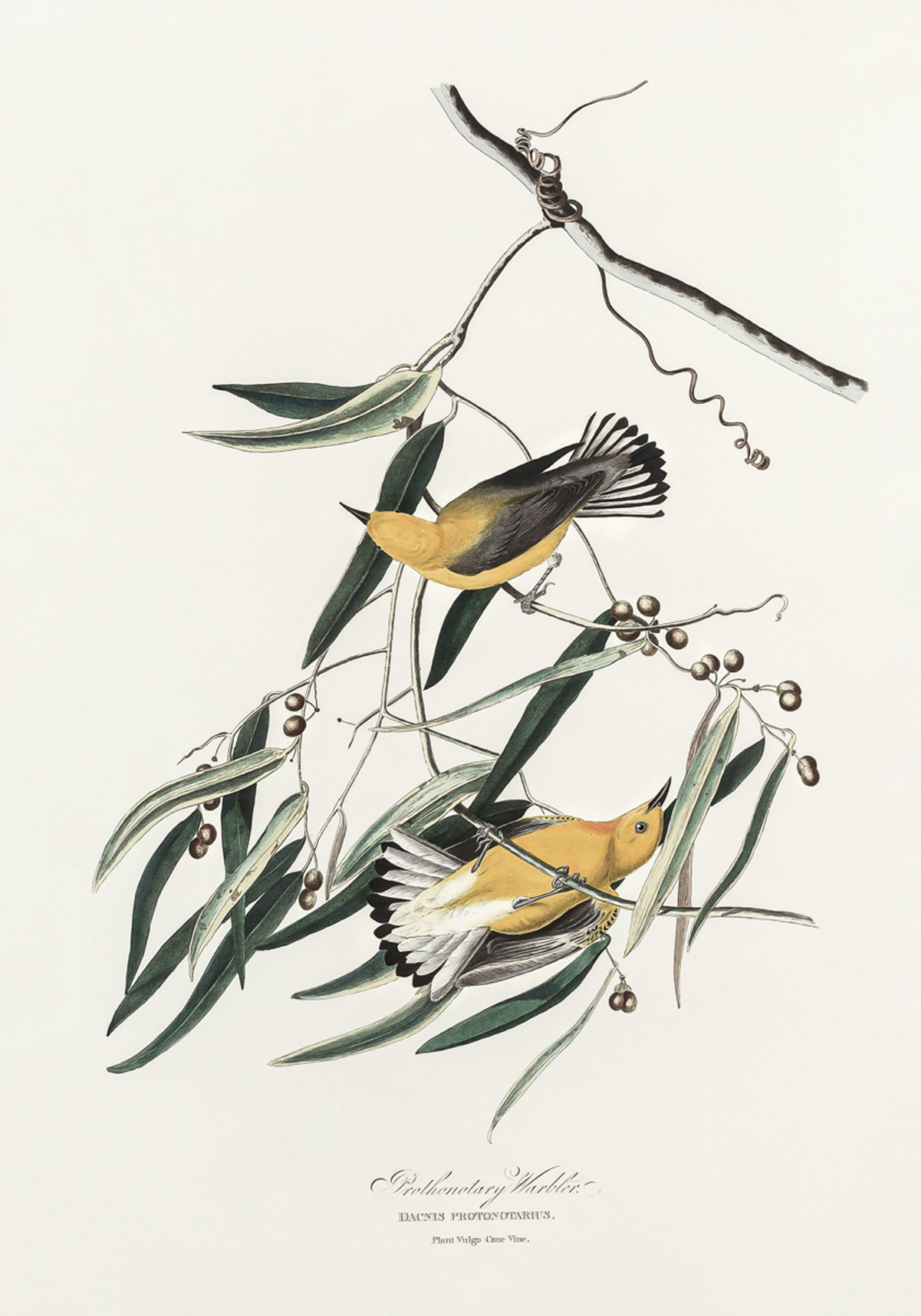 Prothonotary Warbler van Birds of America (1827)
