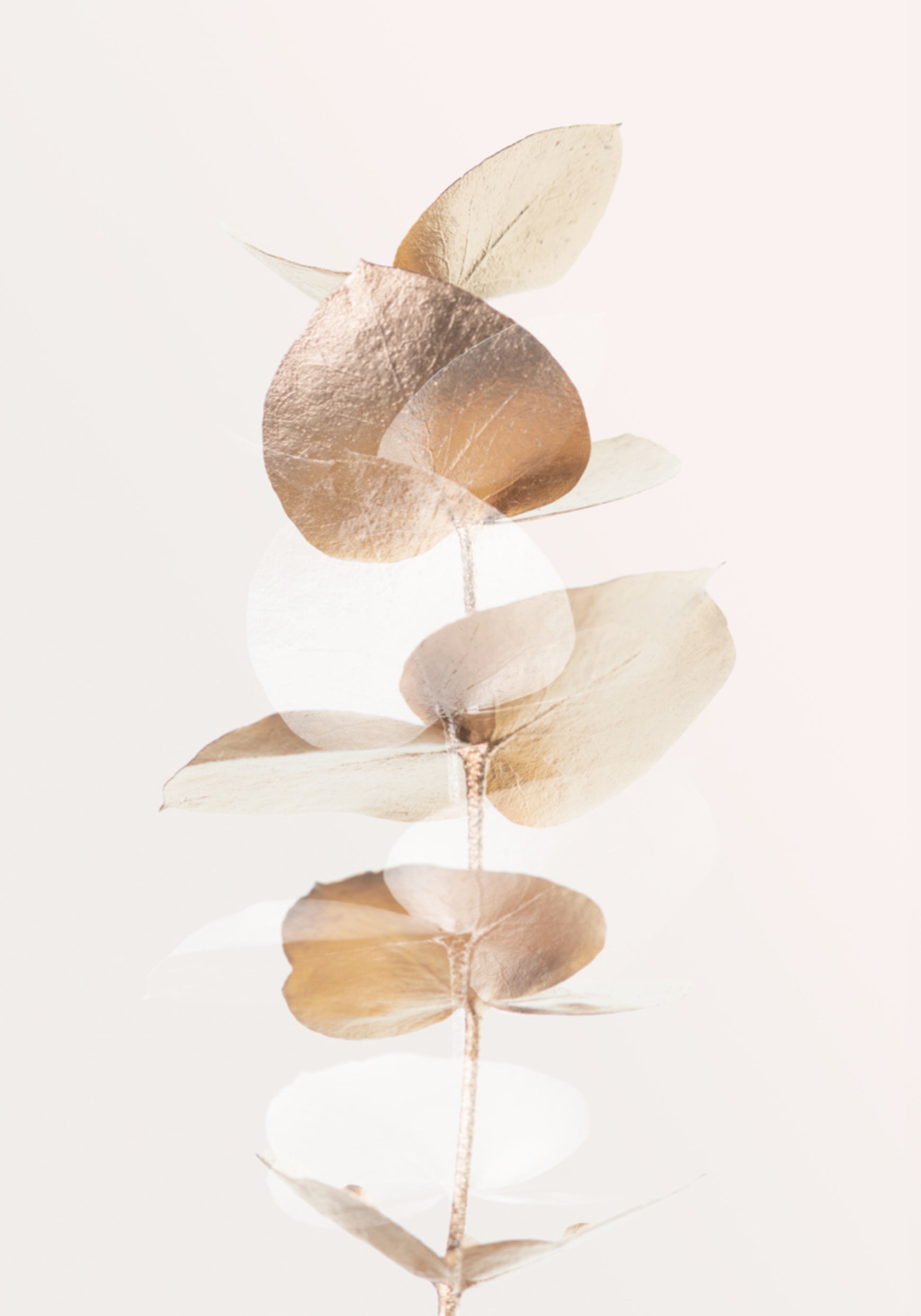 Gouden eucalyptustak