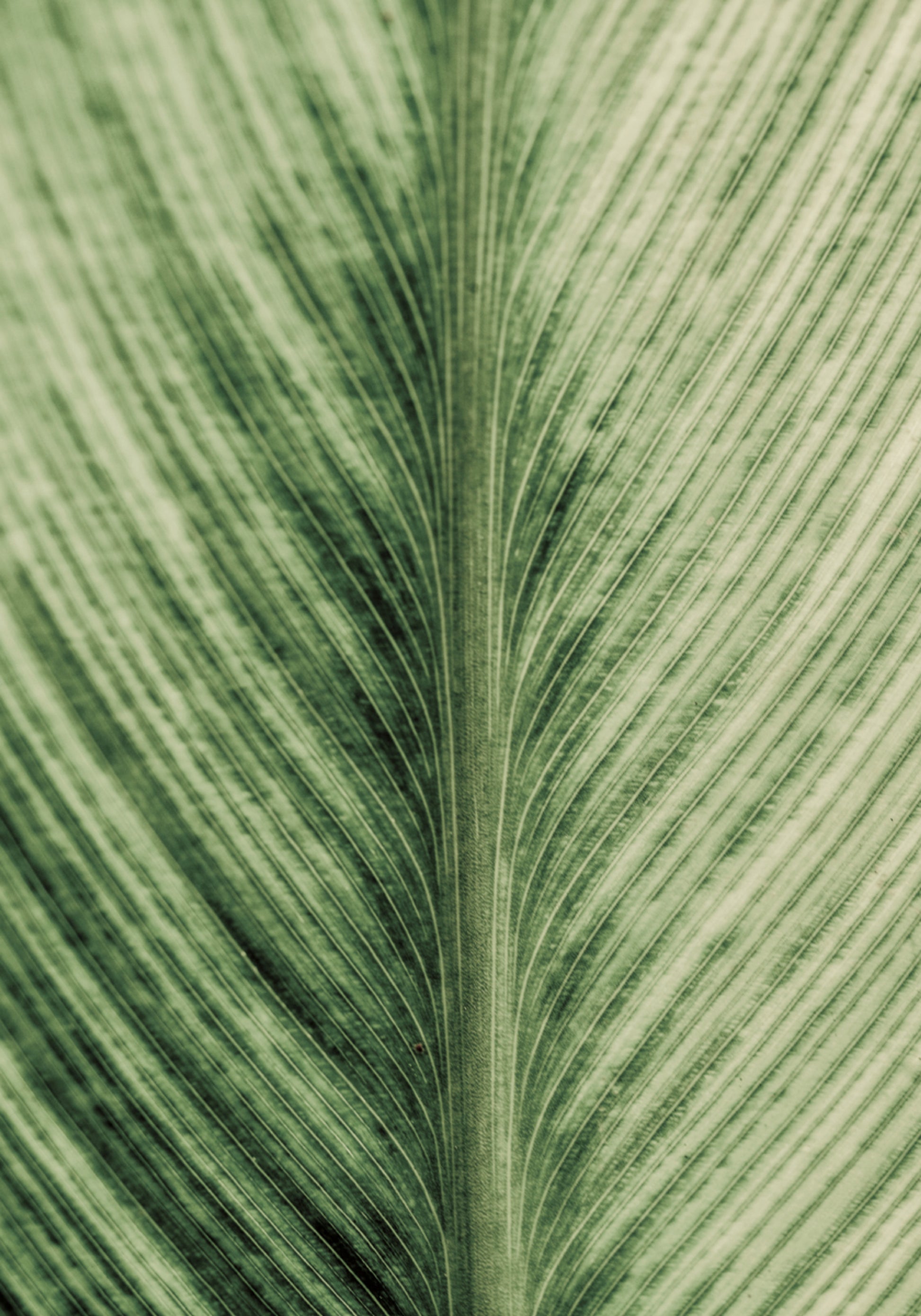 Groene aderen