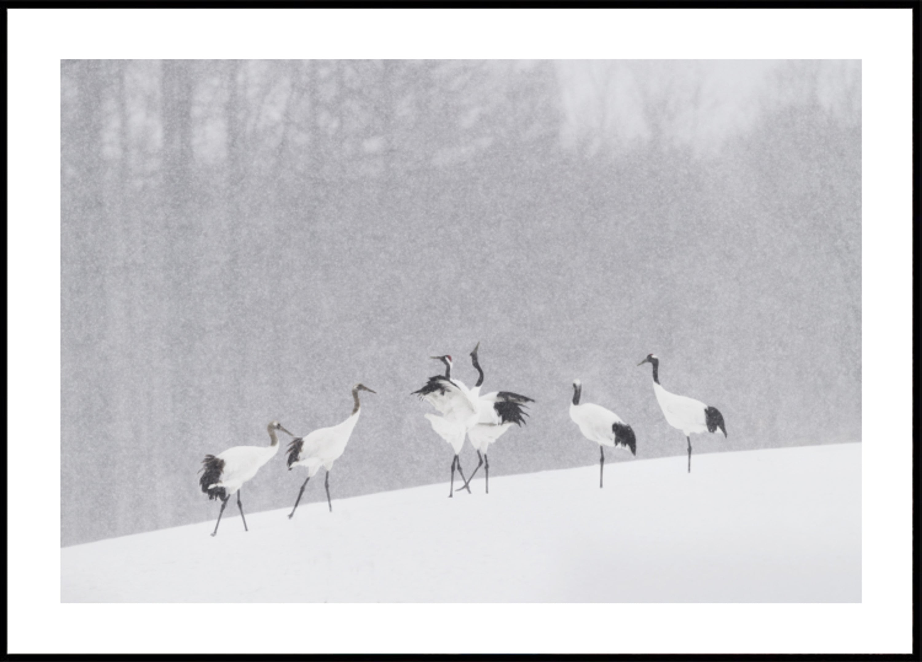 Roodgekroonde kraanvogels Sneeuwval
