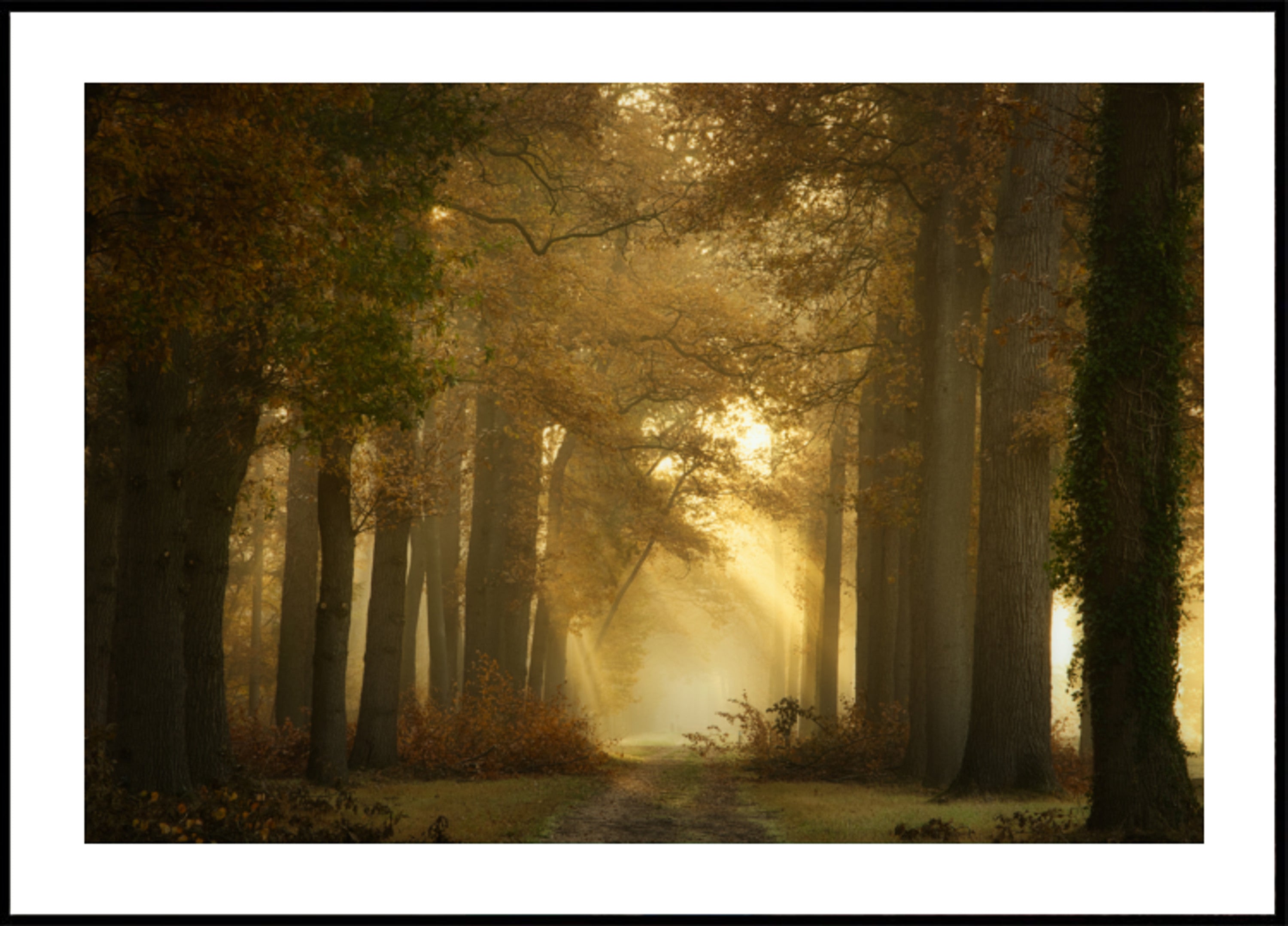 Gouden ochtend bospad
