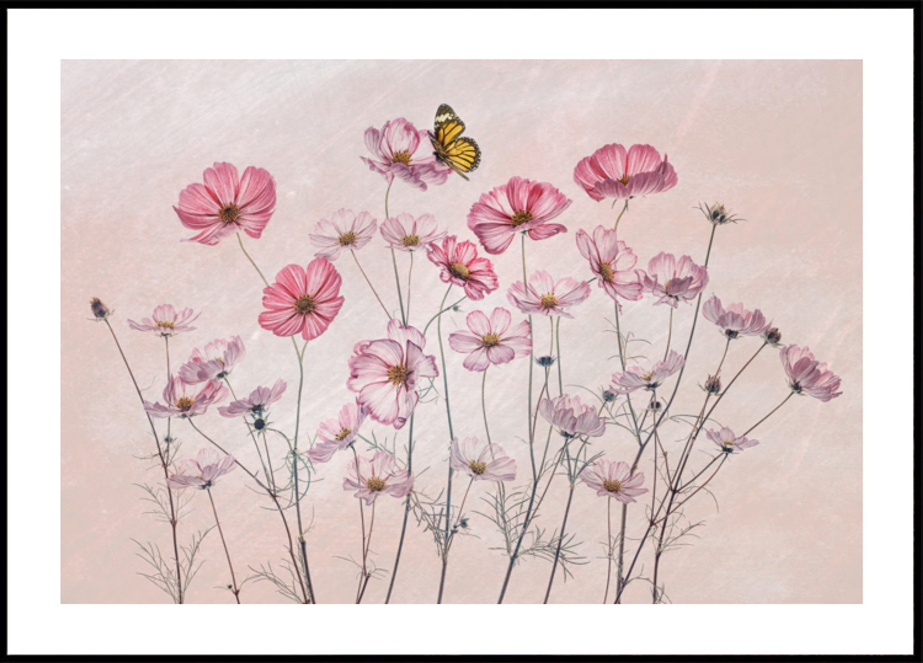 Roze Kosmosvlinder